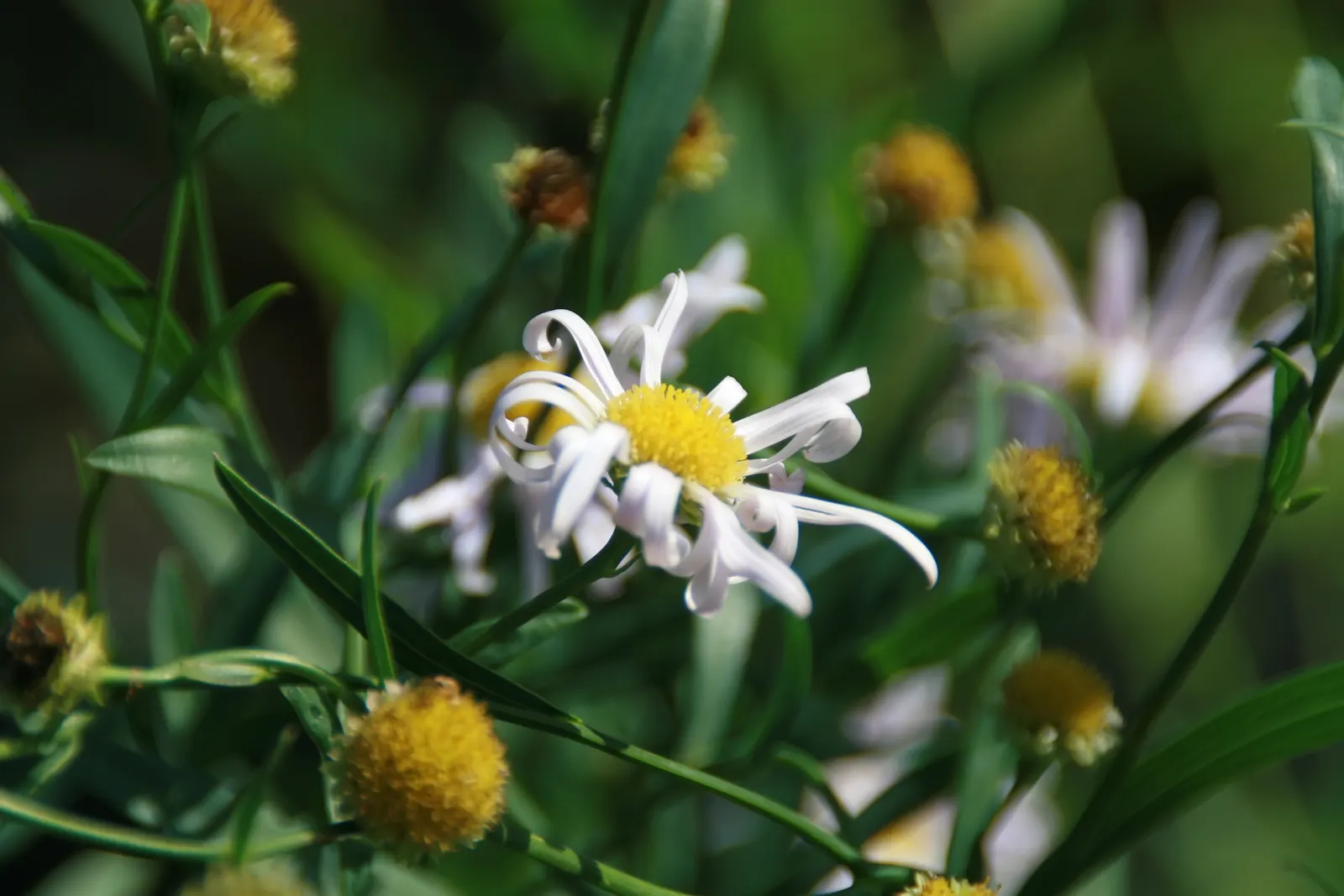 Pink Beauty False Aster (Boltonia Asteroides 'Pink Beauty') — Blooms profusely late summer into fall, attracting butterflies
