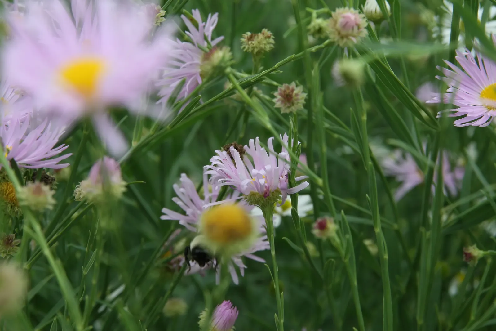 Pink Beauty False Aster (Boltonia Asteroides 'Pink Beauty') — Ideal for back borders and mass plantings, offering an airy, wildflower-like charm to the