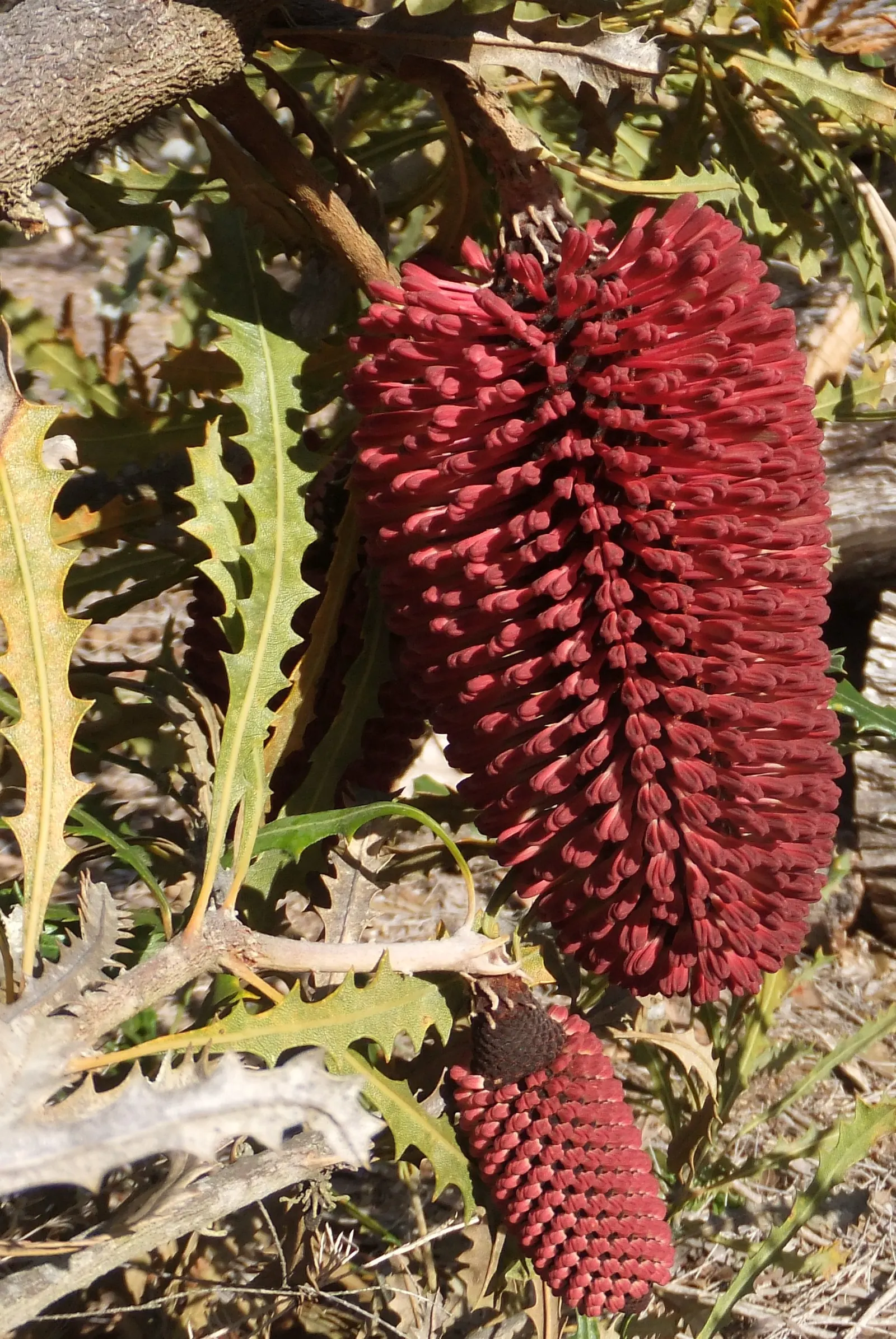 Caley's Banksia (Banksia Caleyi) — This Australian native requires low moisture once established and is suited for Zones 9-11