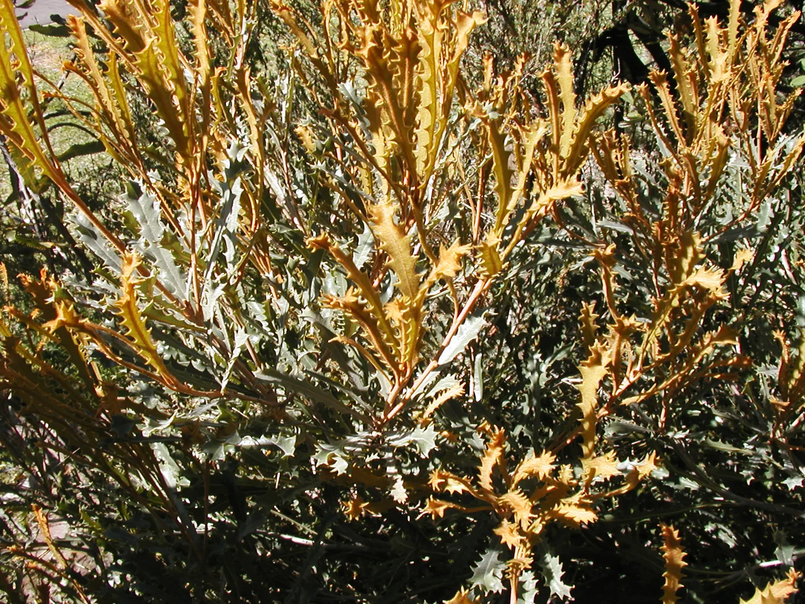 Caley's Banksia (Banksia Caleyi) — scientifically known as Banksia caleyi