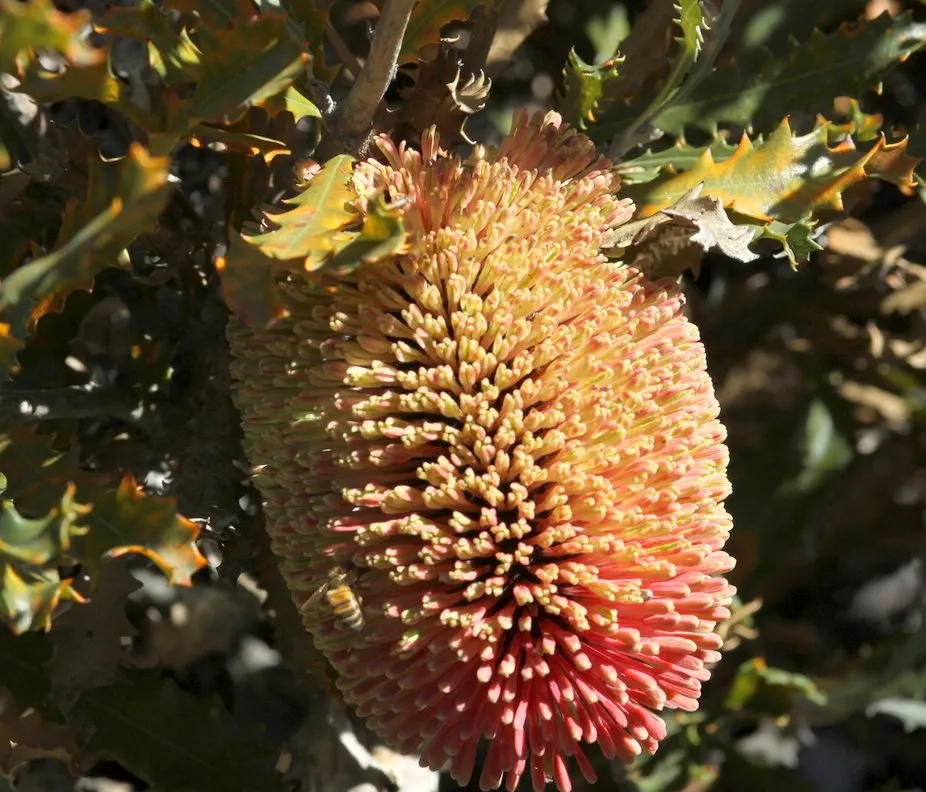 Caley's Banksia (Banksia Caleyi) — Preferred conditions are well-drained soils and full sun exposure