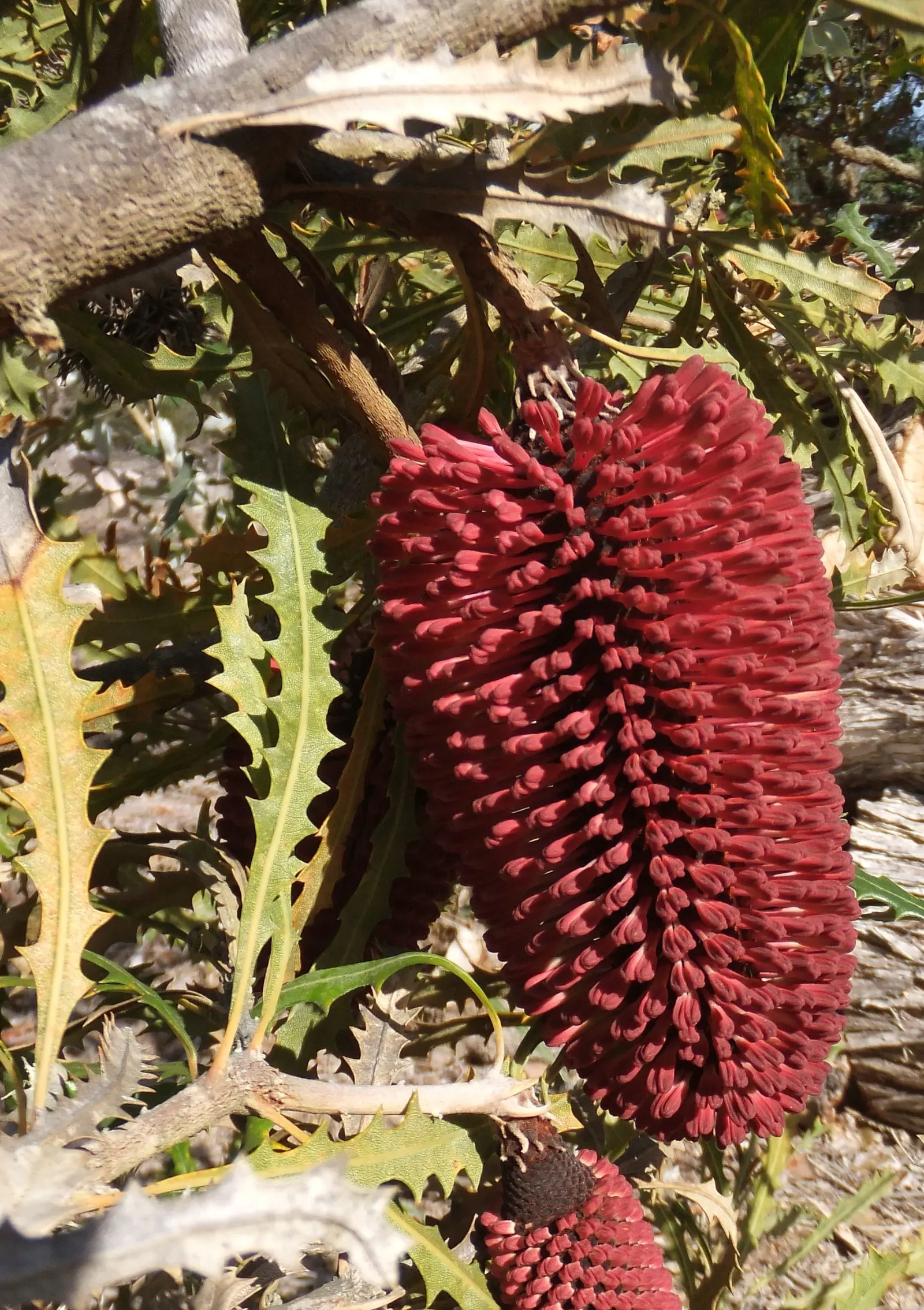Caley's Banksia (Banksia Caleyi) — It boasts striking red and cream inflorescences resembling elongated cones, approximately 2 to 4 inches long