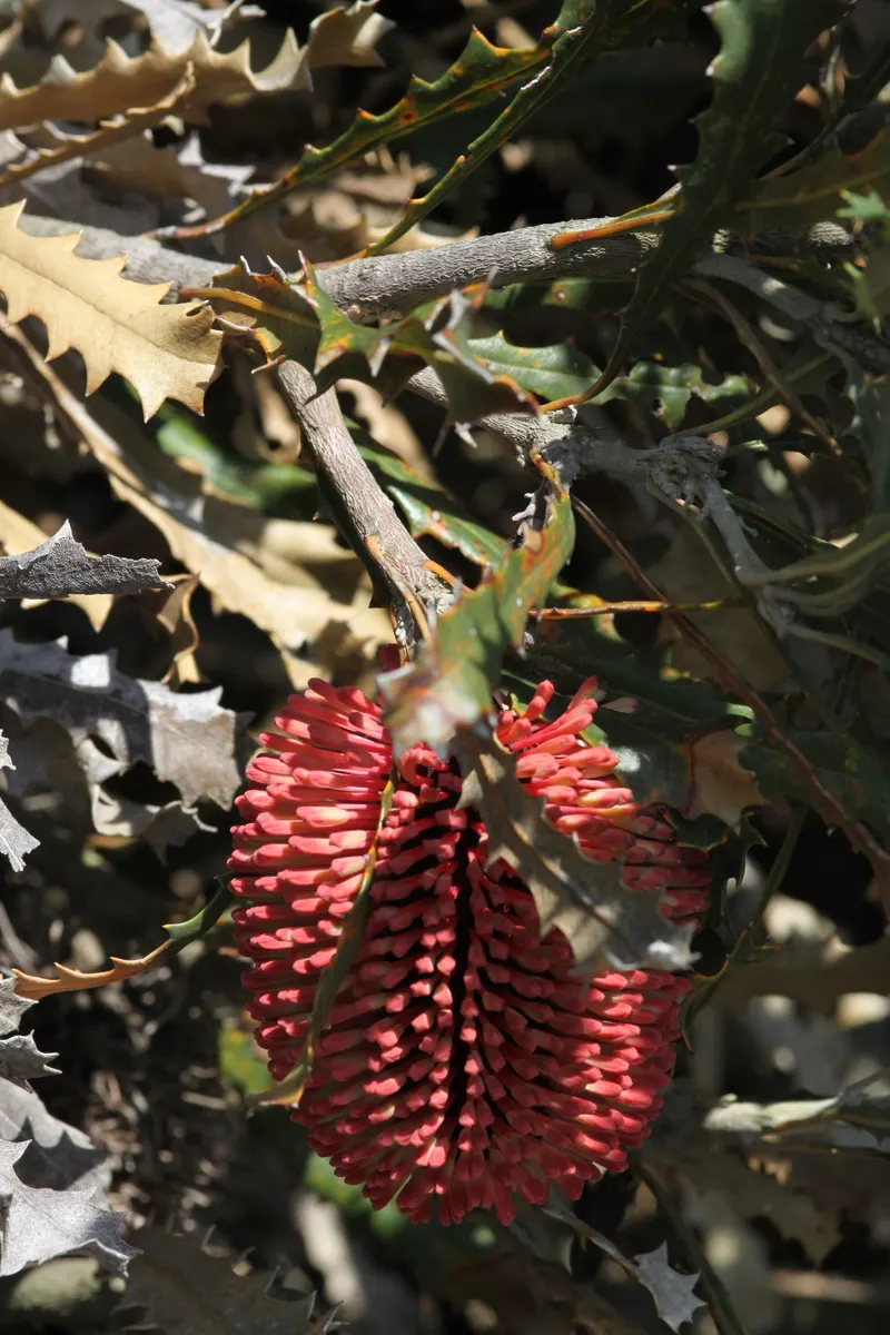 Caley's Banksia (Banksia Caleyi) — Banksia caleyi, commonly known as Caley's Banksia, is an alluring shrub reaching up to 10 feet in height