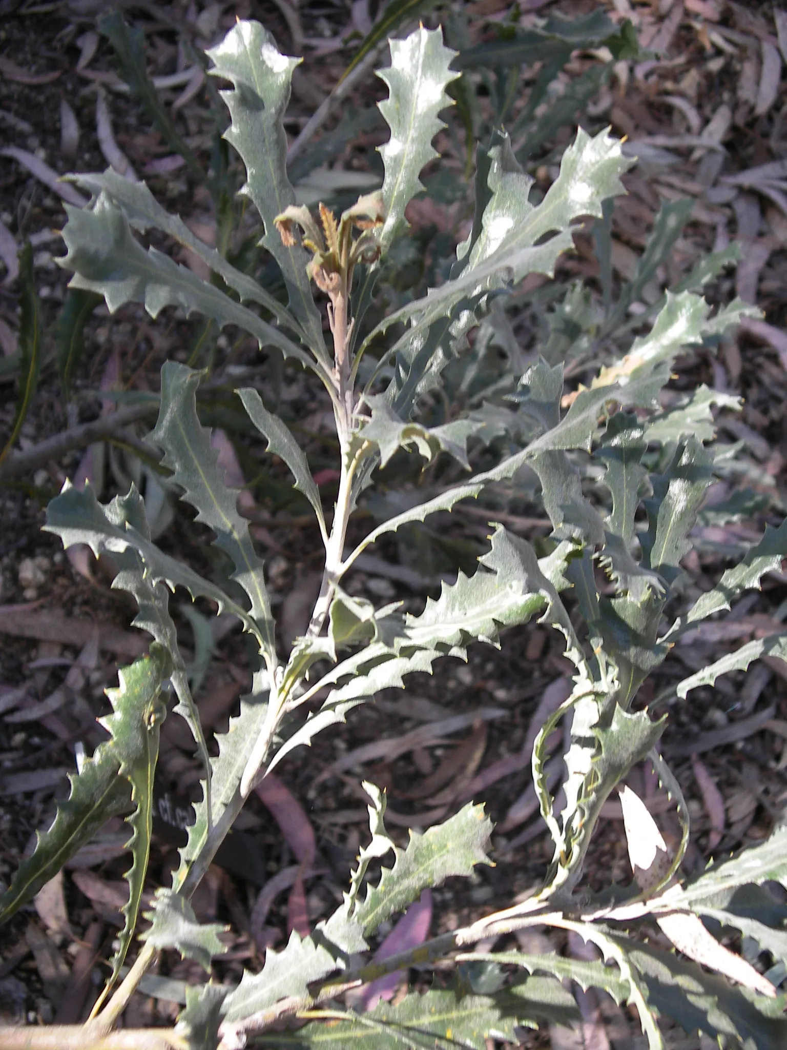 Caley's Banksia (Banksia Caleyi) — adding dramatic texture and color to water-wise landscape designs