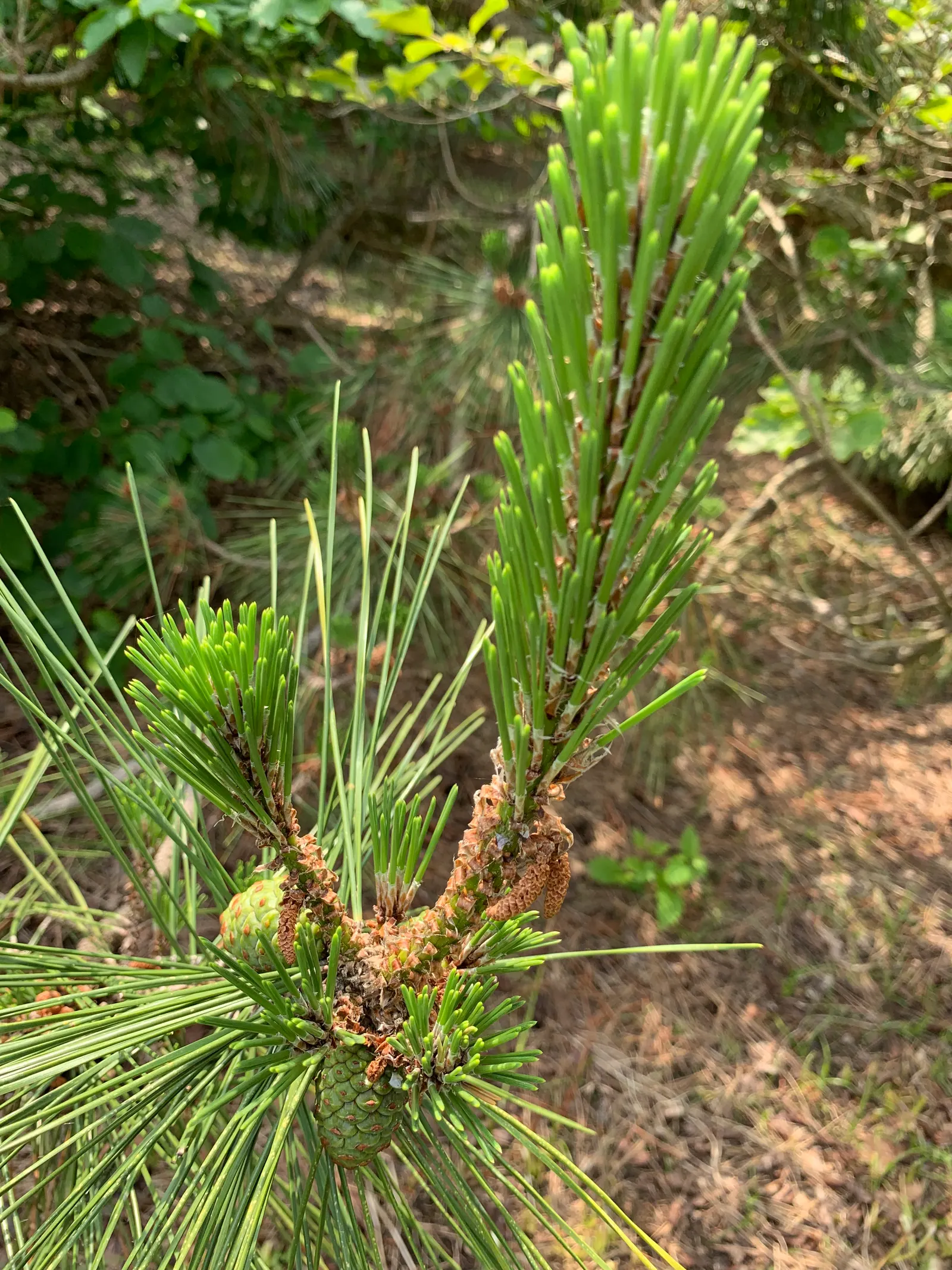 Japanese Black Pine (Pinus Thunbergii) — The Japanese Black Pine (Pinus thunbergii) adds striking sculptural beauty with its rugged