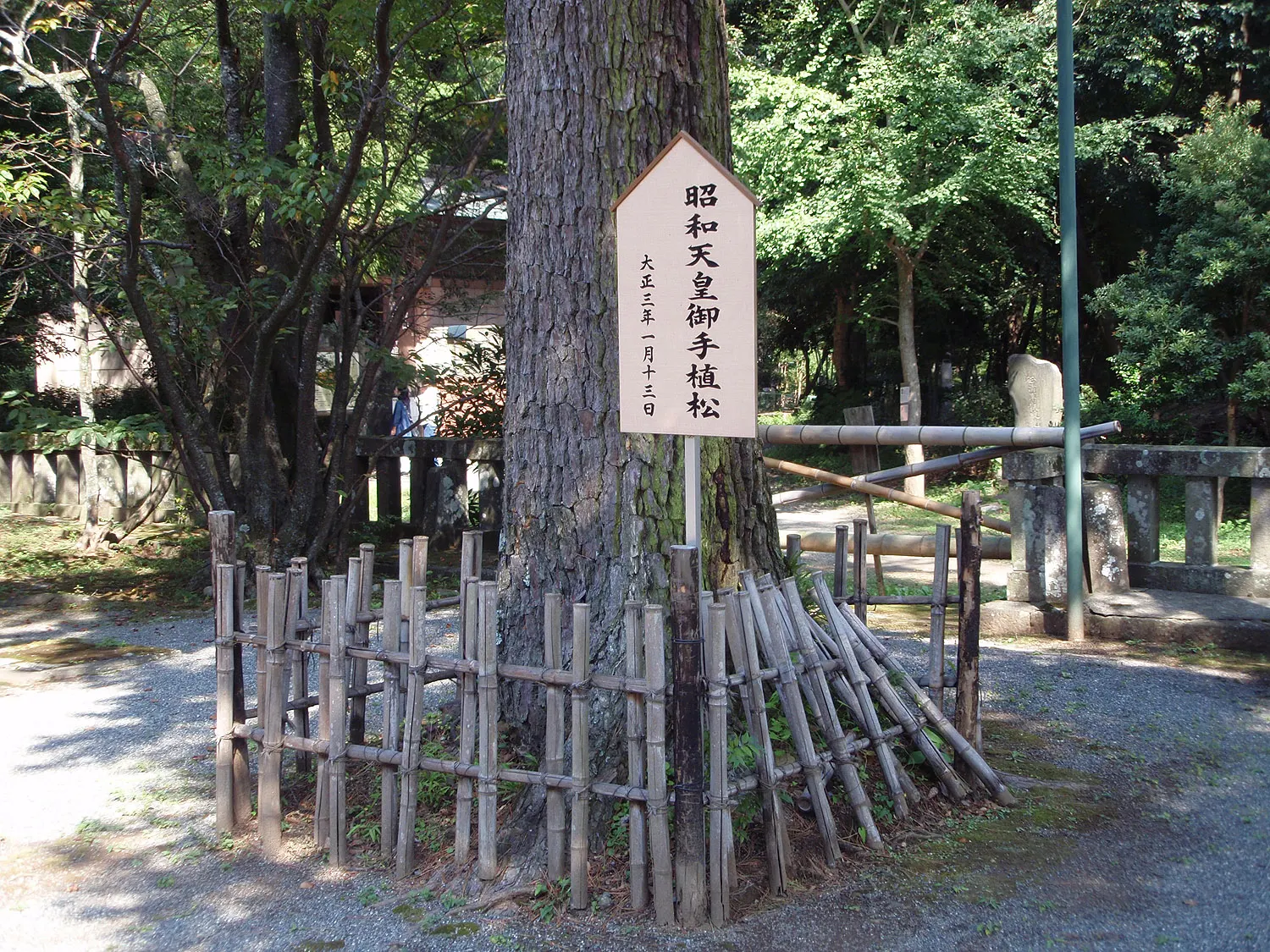 Japanese Black Pine (Pinus Thunbergii) — irregular shape and robust branches