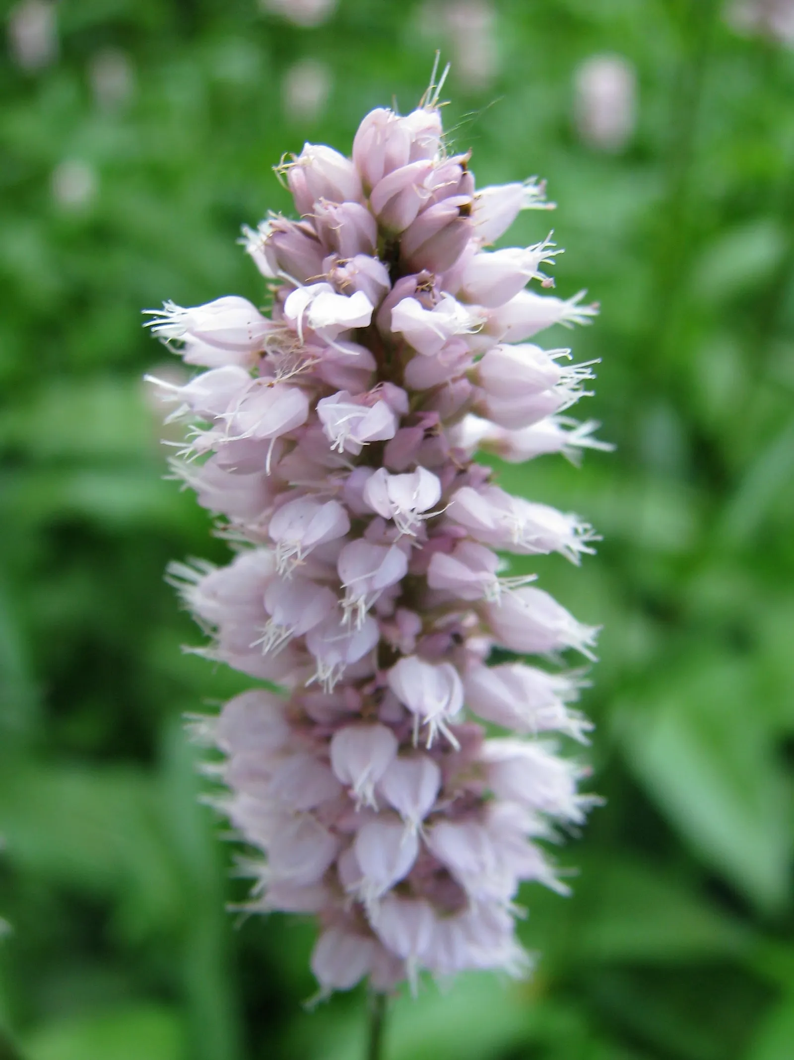 Bistort, Pink Bistort (Persicaria Bistorta 'Superba') — tiered aesthetic to your client's garden; white flowers in the garden