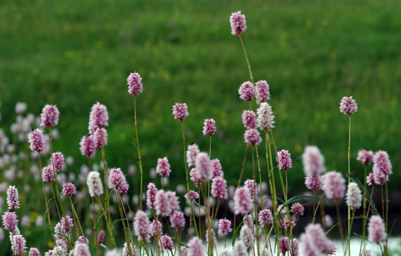 Bistort, Pink Bistort (Persicaria Bistorta 'Superba') — with occasional watering during extreme drought and deadheading to encourage a second bloom