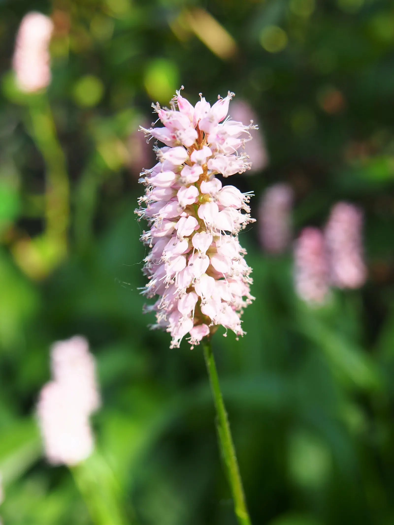 Bistort, Pink Bistort (Persicaria Bistorta 'Superba') — although it thrives best in moist; commonly known as Pink Bistort, image 98