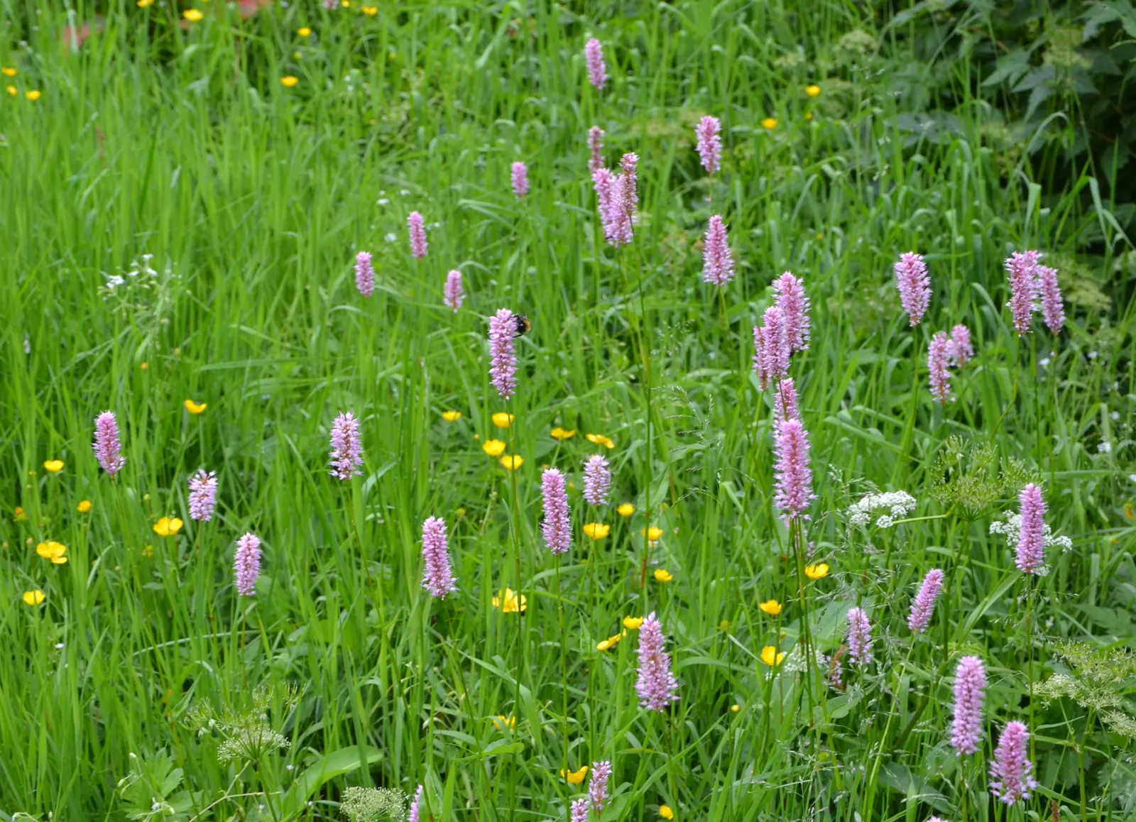 Bistort, Pink Bistort (Persicaria Bistorta 'Superba') — The blooms not only embellish the landscape but also attract an array of pollinators; it, image 78