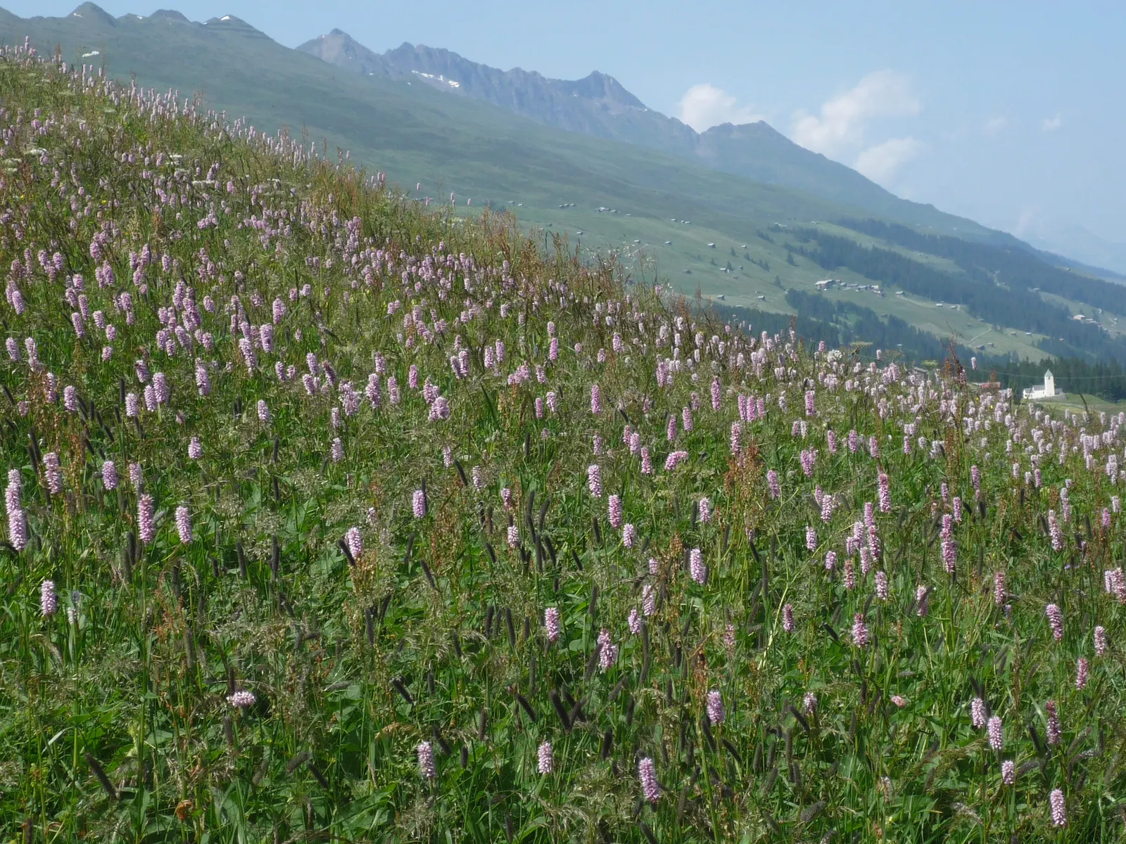 Bistort, Pink Bistort (Persicaria Bistorta 'Superba') — commonly known as Pink Bistort; this herbaceous perennial reaches 2-3 feet in height and, image 45