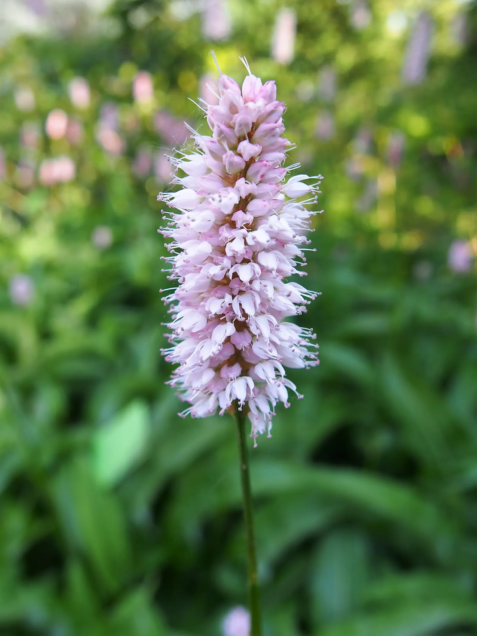 Bistort, Pink Bistort (Persicaria Bistorta 'Superba') — although it thrives best in moist; commonly known as Pink Bistort