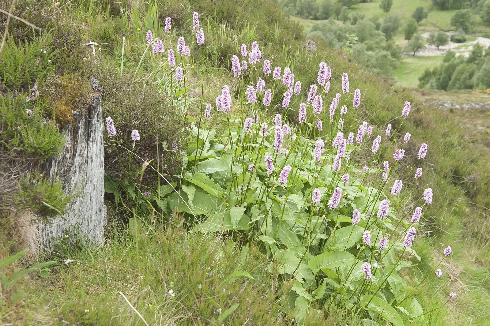 Bistort, Pink Bistort (Persicaria Bistorta 'Superba') — although it thrives best in moist; commonly known as Pink Bistort, image 76