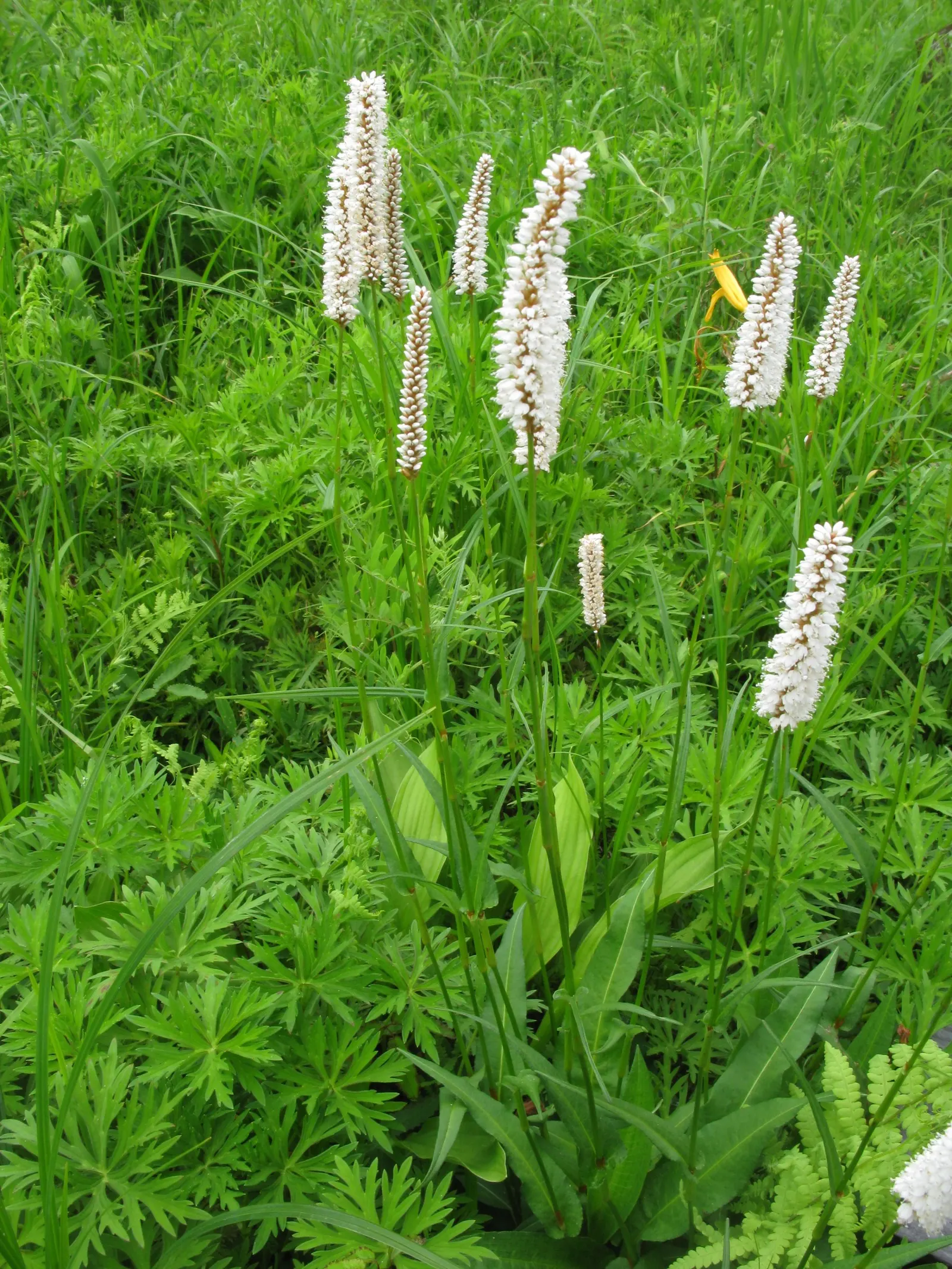 Bistort, Pink Bistort (Persicaria Bistorta 'Superba') — is an herbaceous perennial that is as robust as it is striking; it can reach a height of 24, image 52