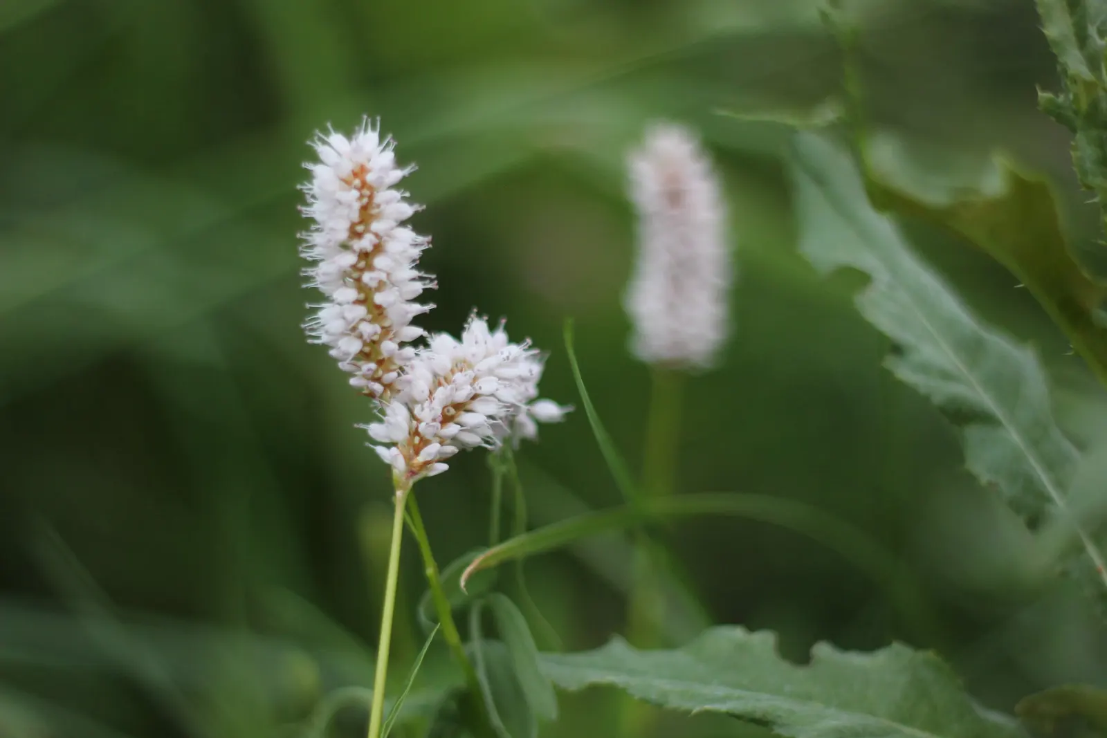 Bistort, Pink Bistort (Persicaria Bistorta 'Superba') — consider its clumping habit and seasonal bloom time; commonly known as Pink Bistort or, image 58