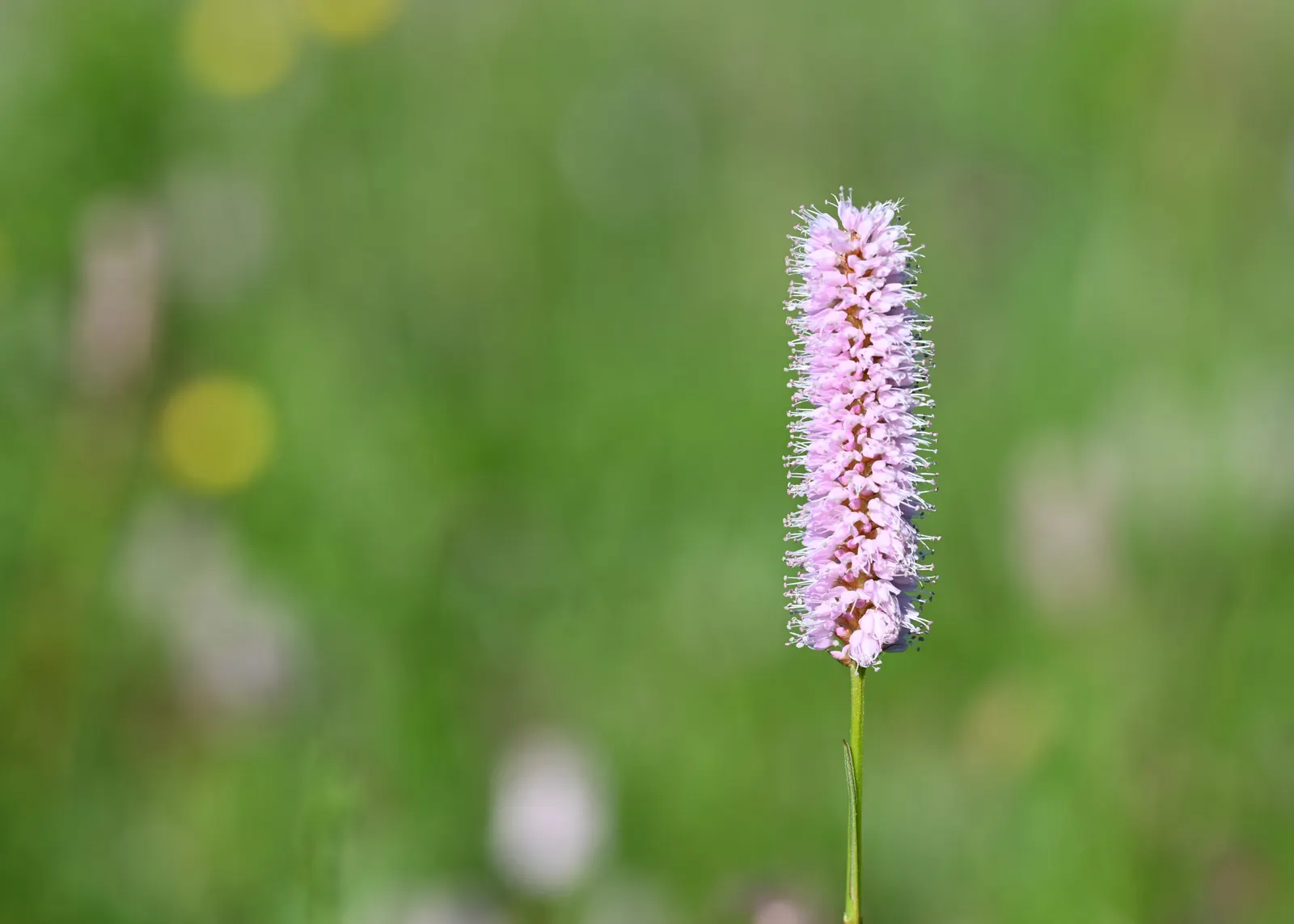 Bistort, Pink Bistort (Persicaria Bistorta 'Superba') — white flowers in the garden