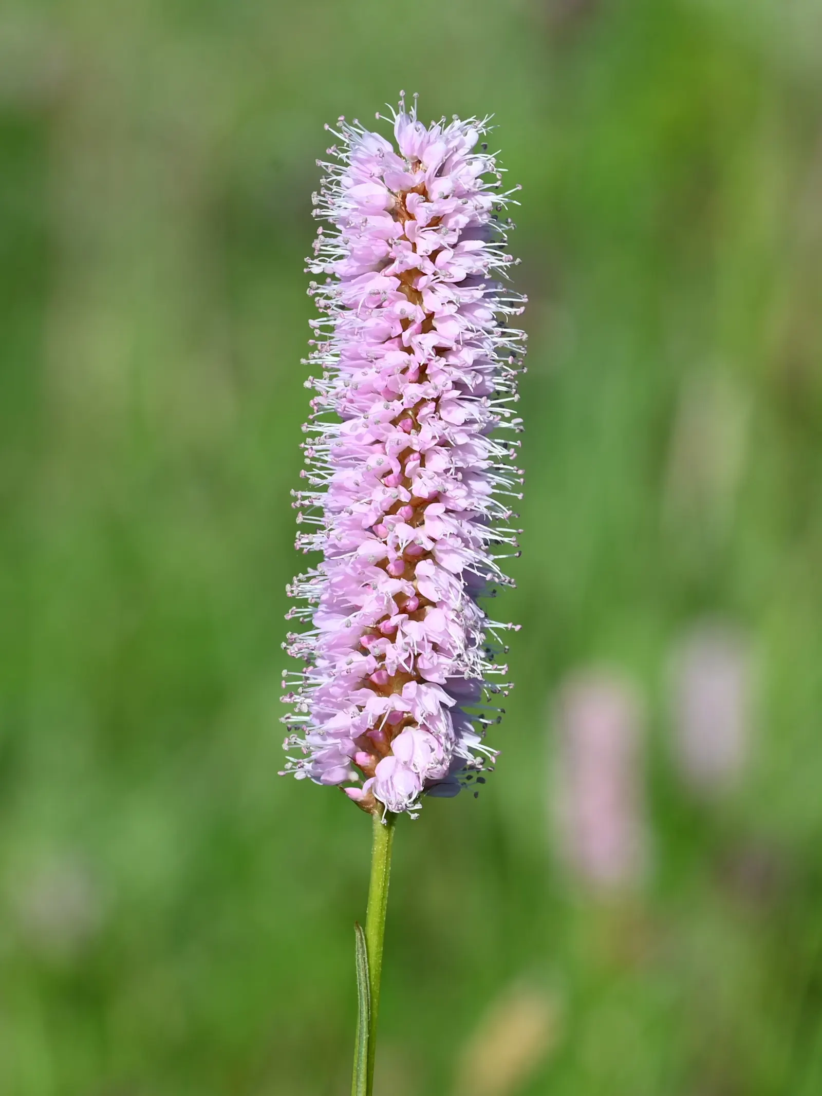 Bistort, Pink Bistort (Persicaria Bistorta 'Superba') — perennial for full or half; tiered aesthetic to your client's garden, image 88