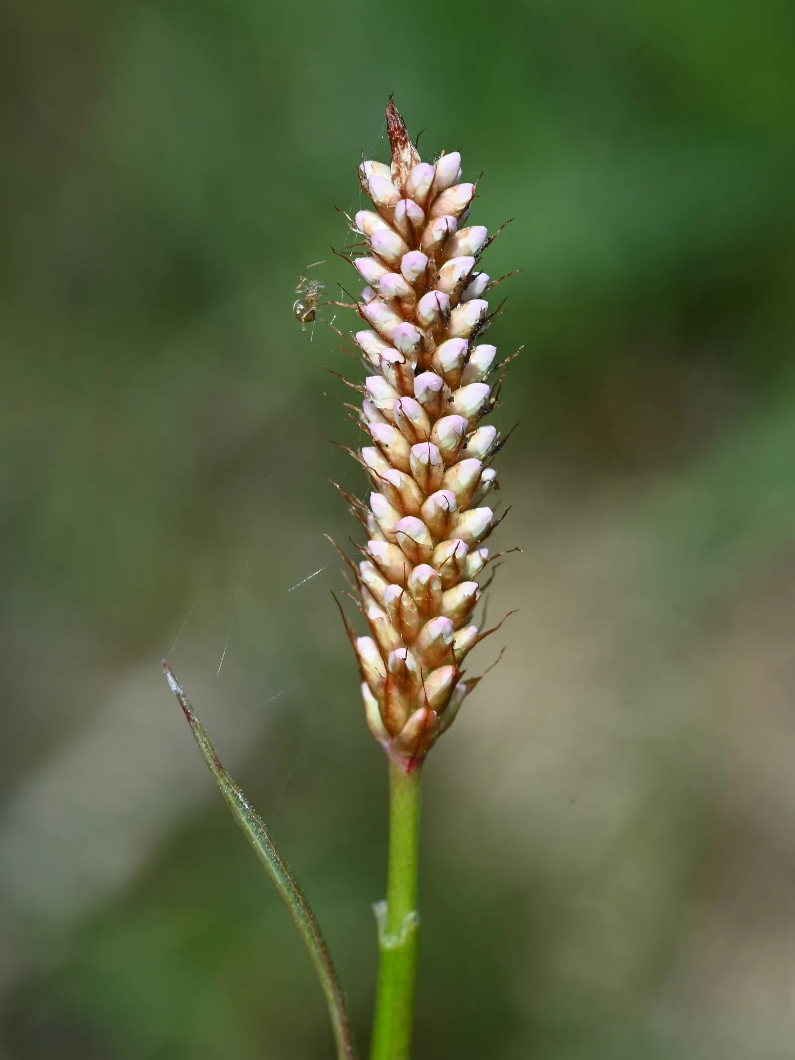 Bistort, Pink Bistort (Persicaria Bistorta 'Superba') — with occasional watering during extreme drought and deadheading to encourage a second, image 82