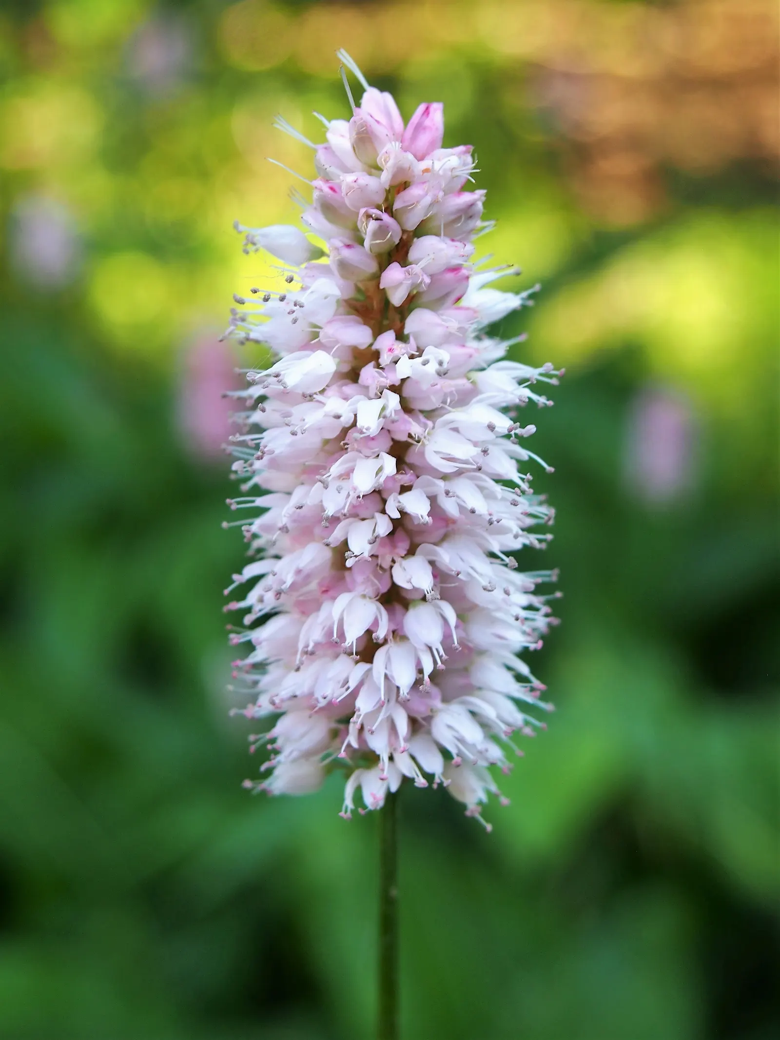 Bistort, Pink Bistort (Persicaria Bistorta 'Superba') — with occasional watering during extreme drought and deadheading to encourage a second, image 60
