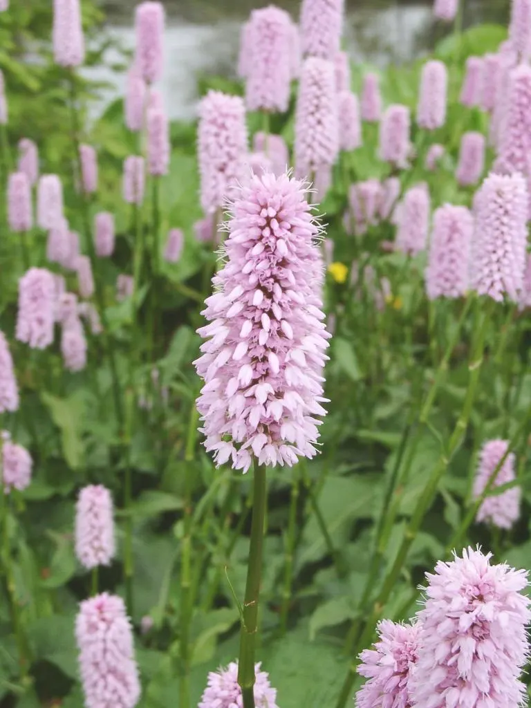 Bistort, Pink Bistort (Persicaria Bistorta 'Superba') — The blooms not only embellish the landscape but also attract an array of pollinators; it serves