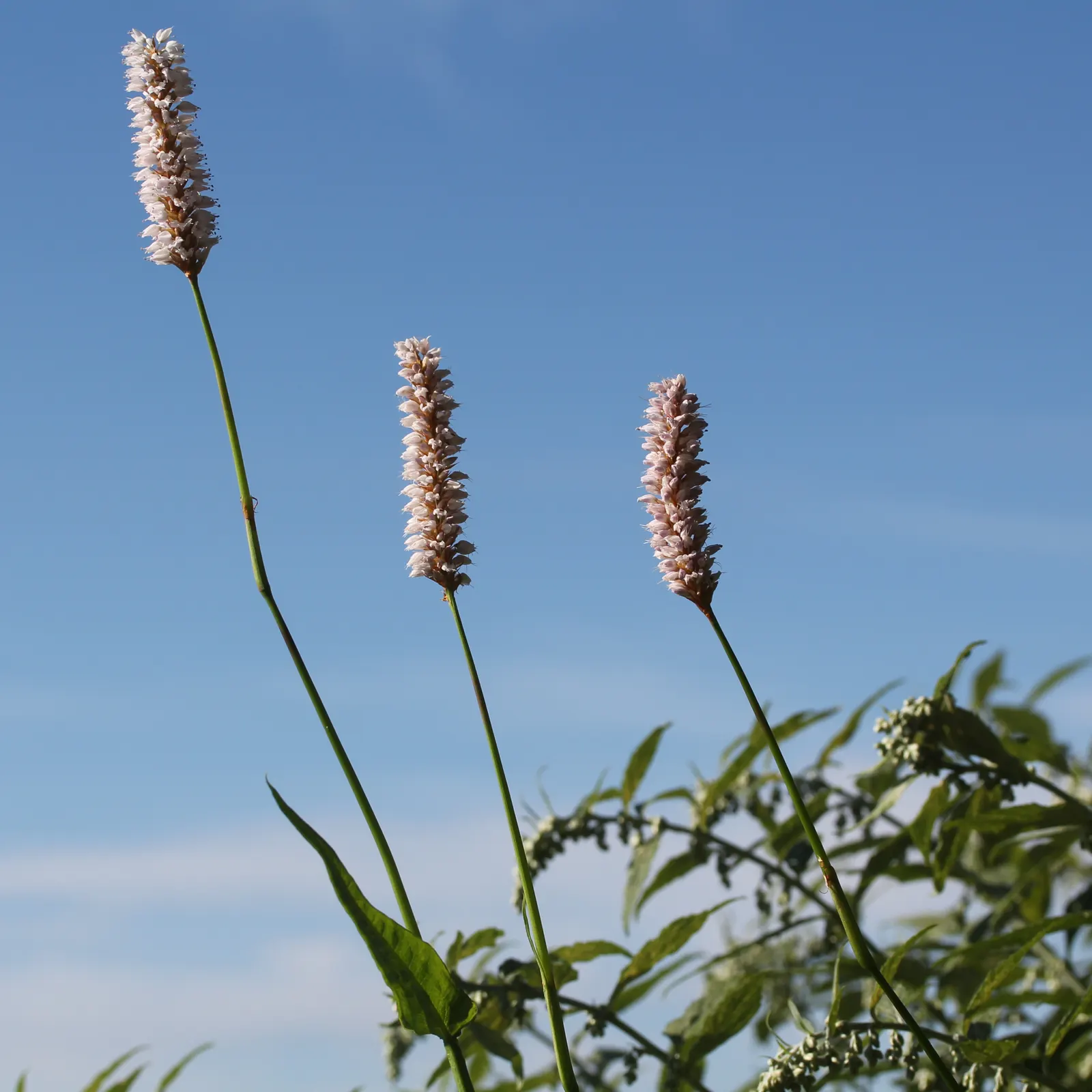 Bistort, Pink Bistort (Persicaria Bistorta 'Superba') — contrasting beautifully with its rich green; is an herbaceous perennial that is as robust, image 99