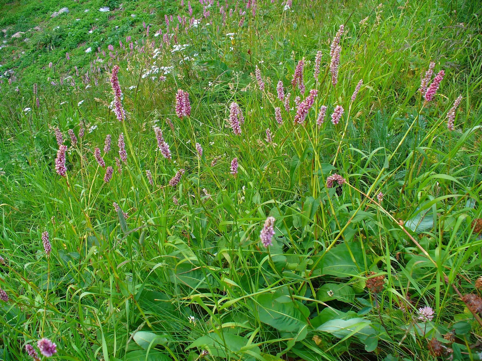 Bistort, Pink Bistort (Persicaria Bistorta 'Superba') — Its low maintenance nature and clump-forming habit make it an appealing choice for varied, image 94