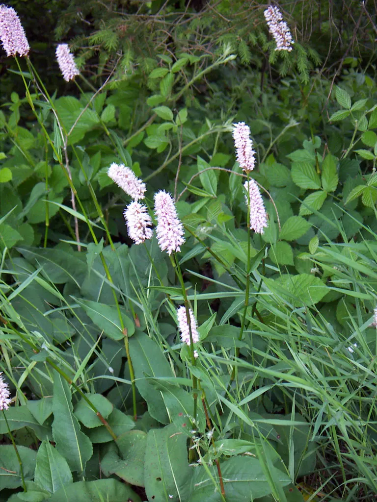 Bistort, Pink Bistort (Persicaria Bistorta 'Superba') — Its height allows it to provide a middle layer of vegetation; its low maintenance nature and, image 61