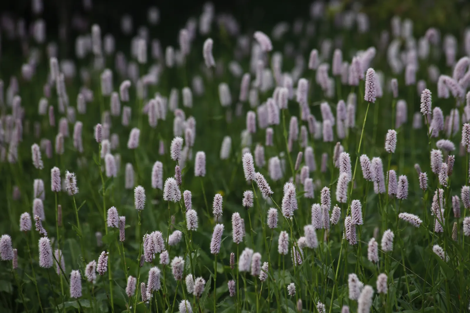 Bistort, Pink Bistort (Persicaria Bistorta 'Superba') — perennial with white blooms; the blooms not only embellish the landscape but also attract, image 87