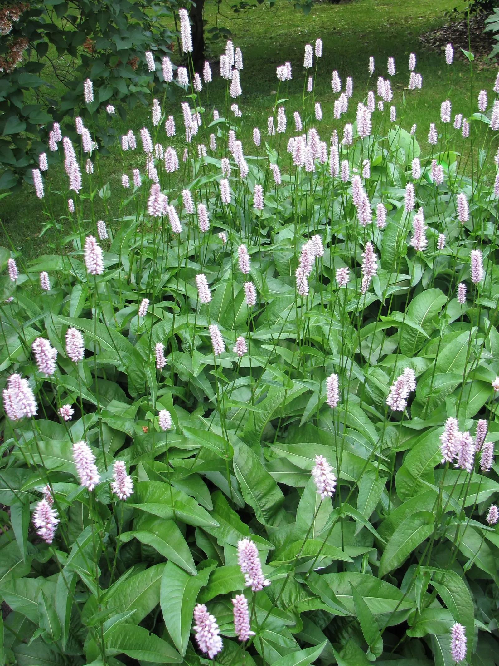 Bistort, Pink Bistort (Persicaria Bistorta 'Superba') — perennial with white blooms; the blooms not only embellish the landscape but also attract, image 65