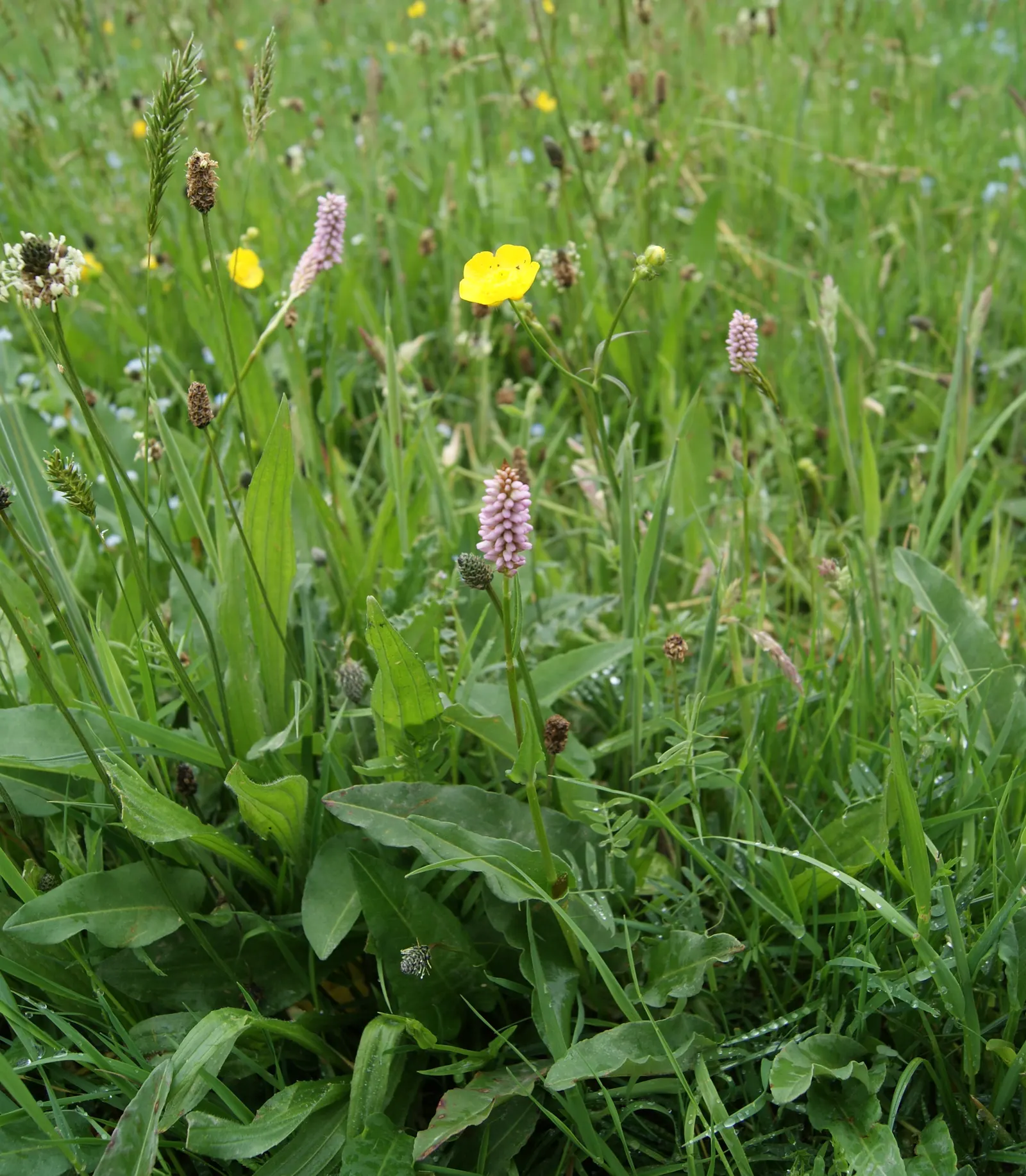 Bistort, Pink Bistort (Persicaria Bistorta 'Superba') — This herbaceous perennial reaches 2-3 feet in height and width, thriving in zones 4-9, image 70