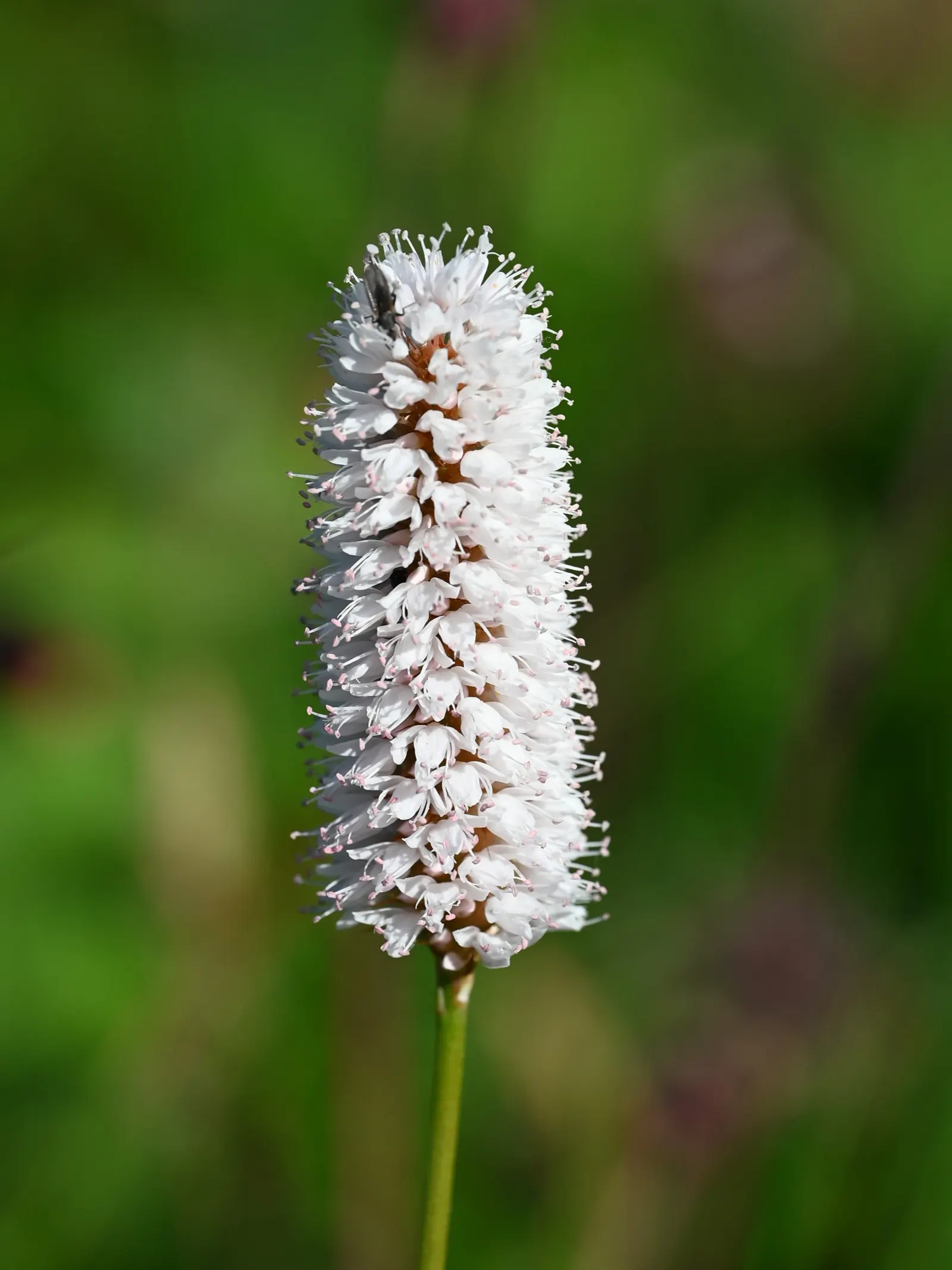 Bistort, Pink Bistort (Persicaria Bistorta 'Superba') — Preferring moist, well-drained soil and full sun to partial shade, it's perfect for borders, image 71