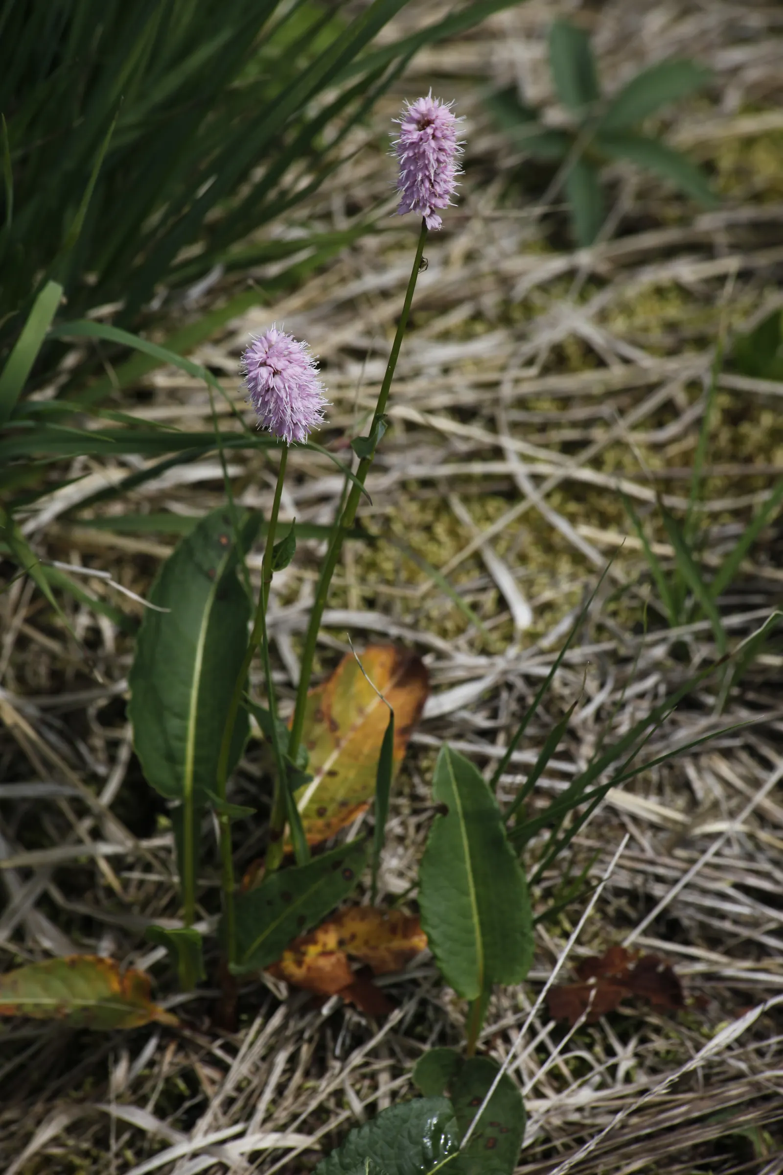 Bistort, Pink Bistort (Persicaria Bistorta 'Superba') — The blooms not only embellish the landscape but also attract an array of pollinators; it, image 100