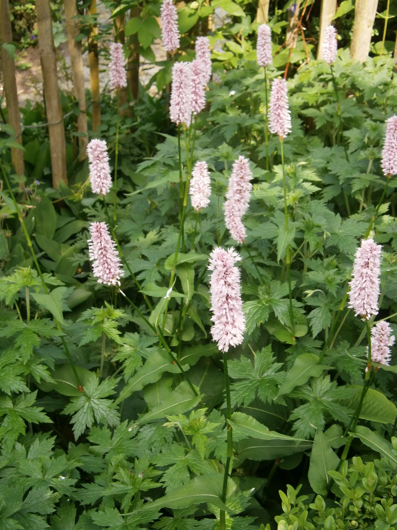Bistort, Pink Bistort (Persicaria Bistorta 'Superba') — flourishing in late spring to early summer; nestled between lower-growing groundcovers and, image 91