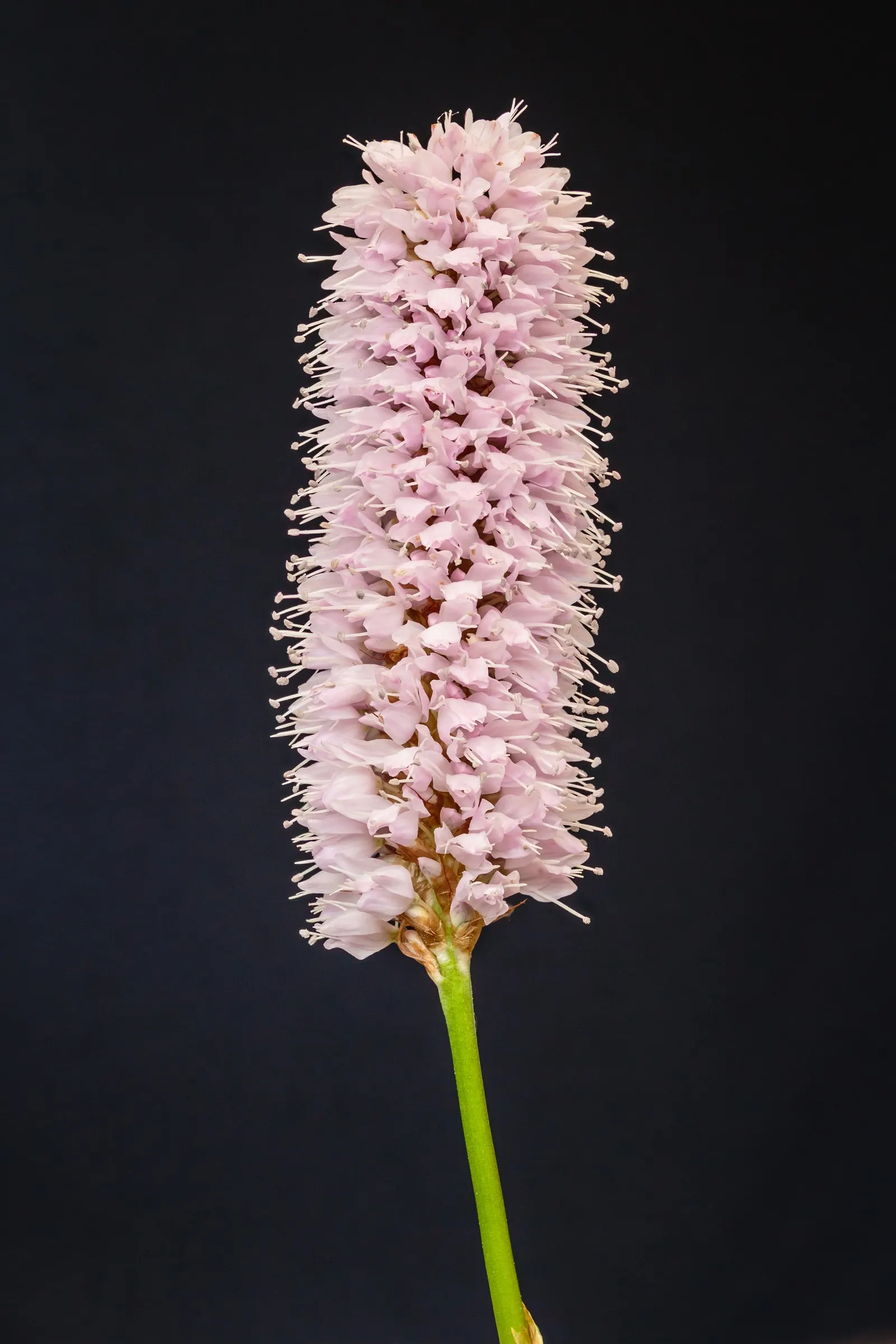 Bistort, Pink Bistort (Persicaria Bistorta 'Superba') — Its height allows it to provide a middle layer of vegetation; its low maintenance nature and