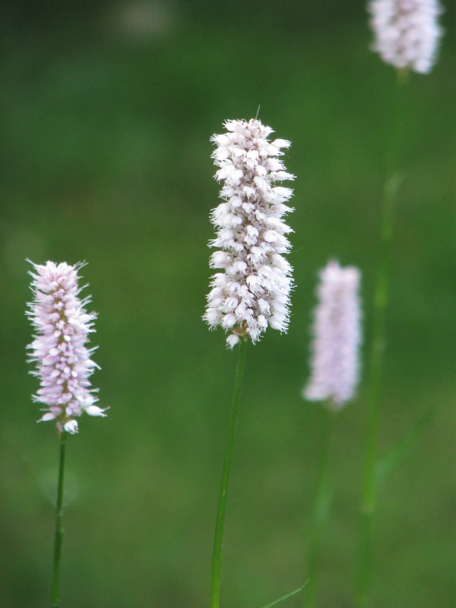 Bistort, Pink Bistort (Persicaria Bistorta 'Superba') — It serves excellently as a border plant, in waterside plantings, or in cottage gardens