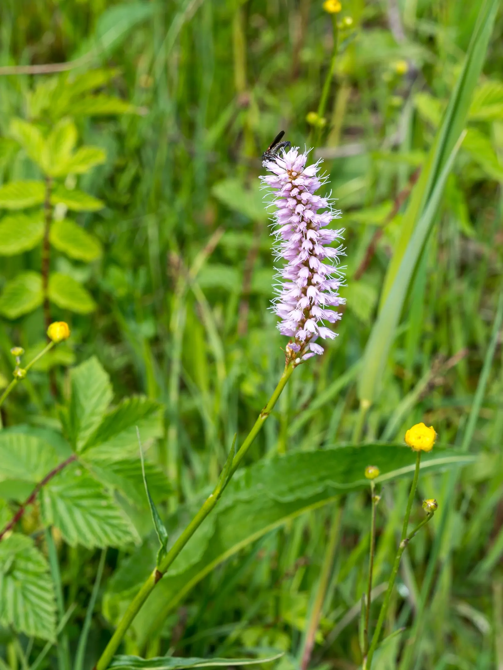 Bistort, Pink Bistort (Persicaria Bistorta 'Superba') — This herbaceous perennial reaches 2-3 feet in height and width, thriving in zones 4-9; flourishing in