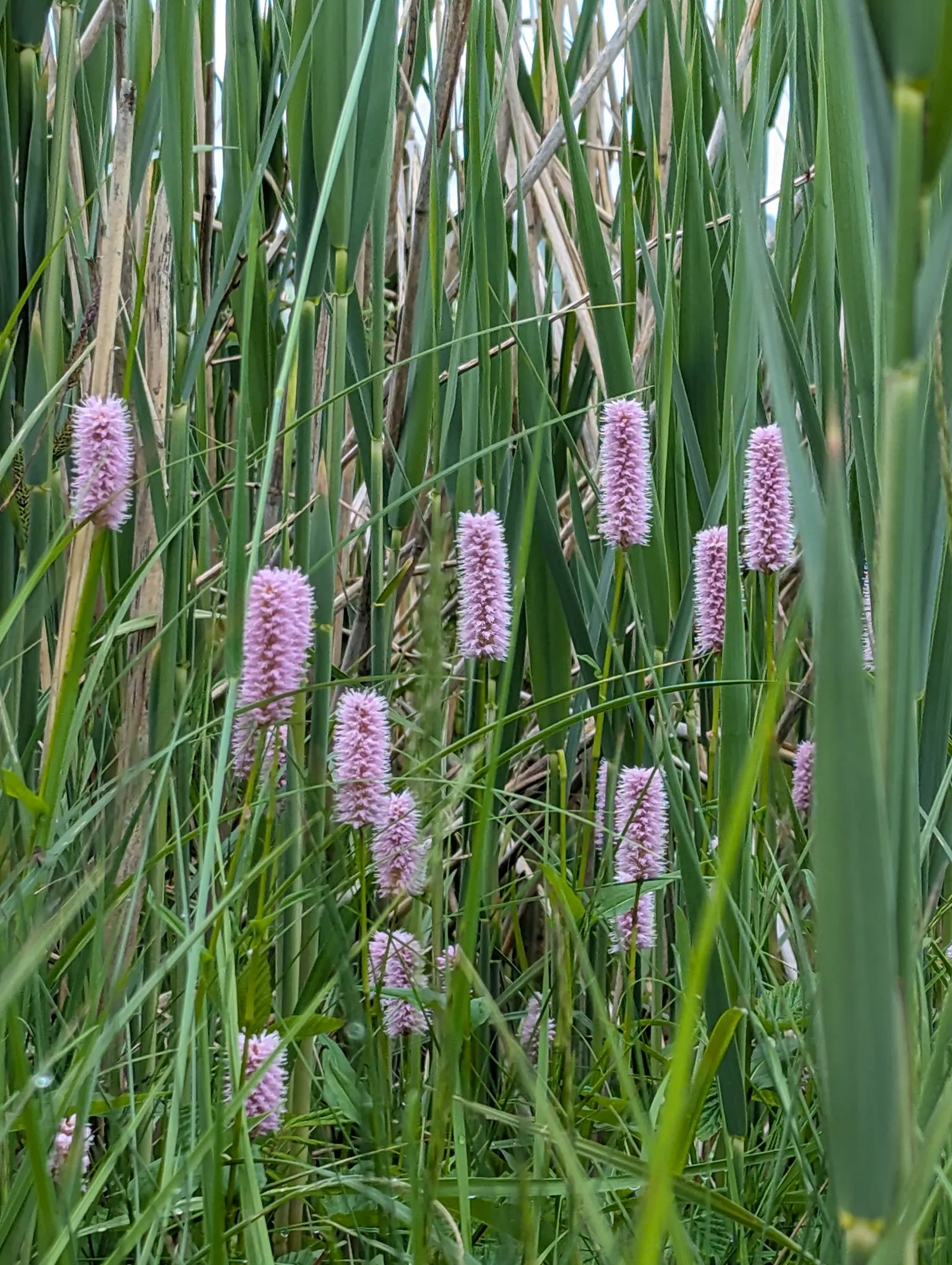 Bistort, Pink Bistort (Persicaria Bistorta 'Superba') — flourishing in late spring to early summer; nestled between lower-growing groundcovers and, image 69