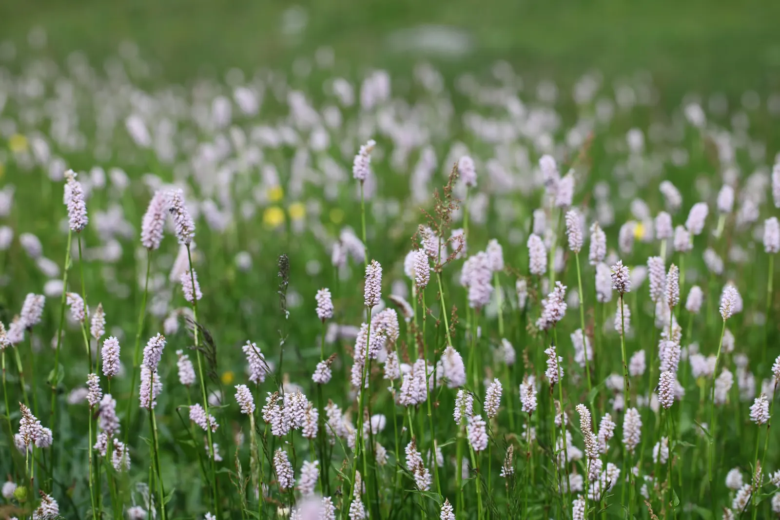 Bistort, Pink Bistort (Persicaria Bistorta 'Superba') — Its low maintenance nature and clump-forming habit make it an appealing choice for varied, image 28