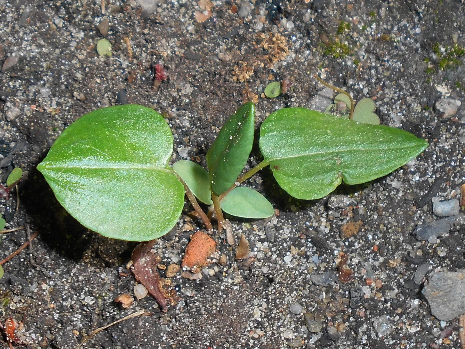 Bistort, Pink Bistort (Persicaria Bistorta 'Superba') — This herbaceous perennial reaches 2-3 feet in height and width, thriving in zones 4-9, image 48