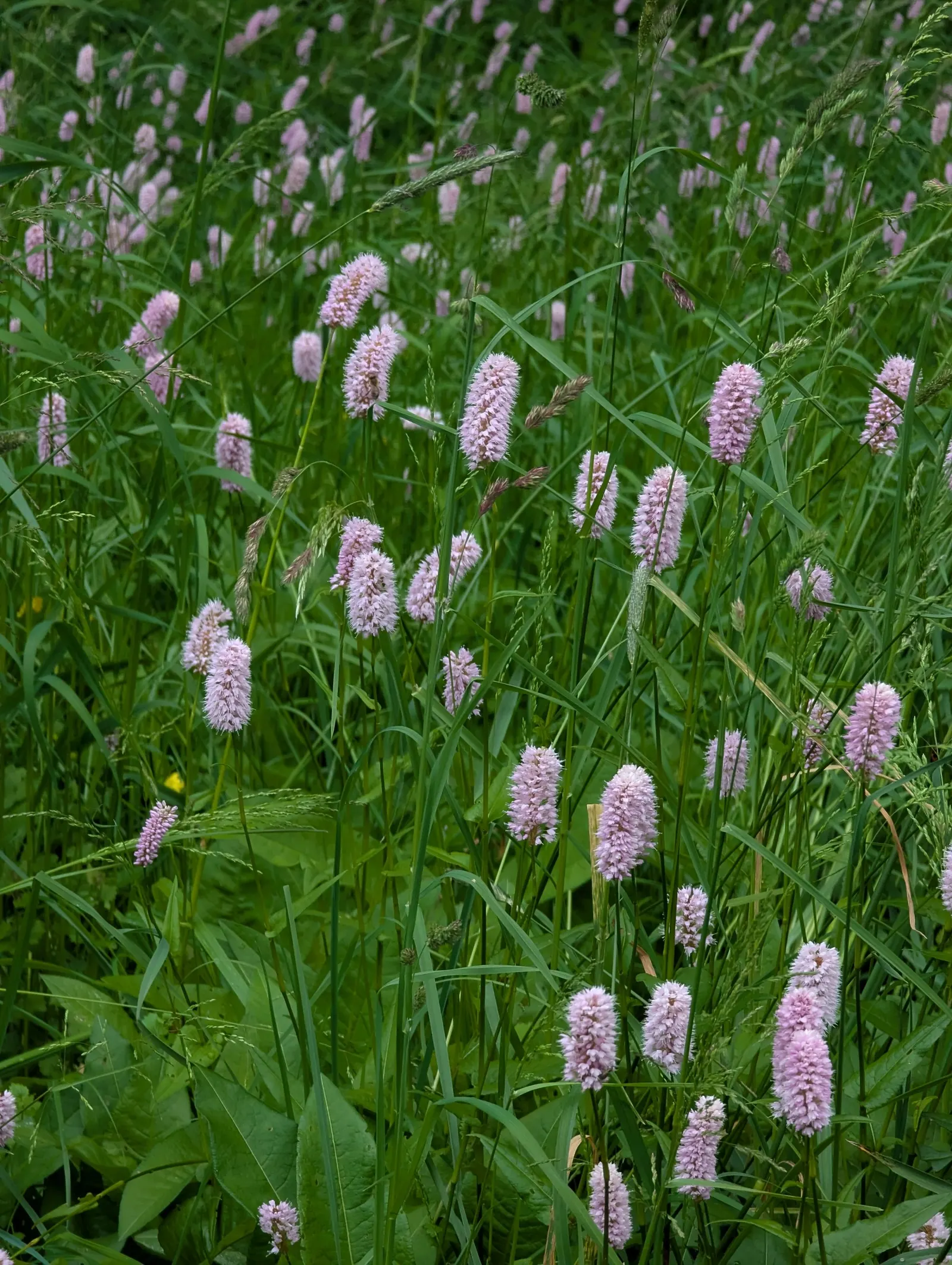 Bistort, Pink Bistort (Persicaria Bistorta 'Superba') — contrasting beautifully with its rich green; is an herbaceous perennial that is as robust, image 55