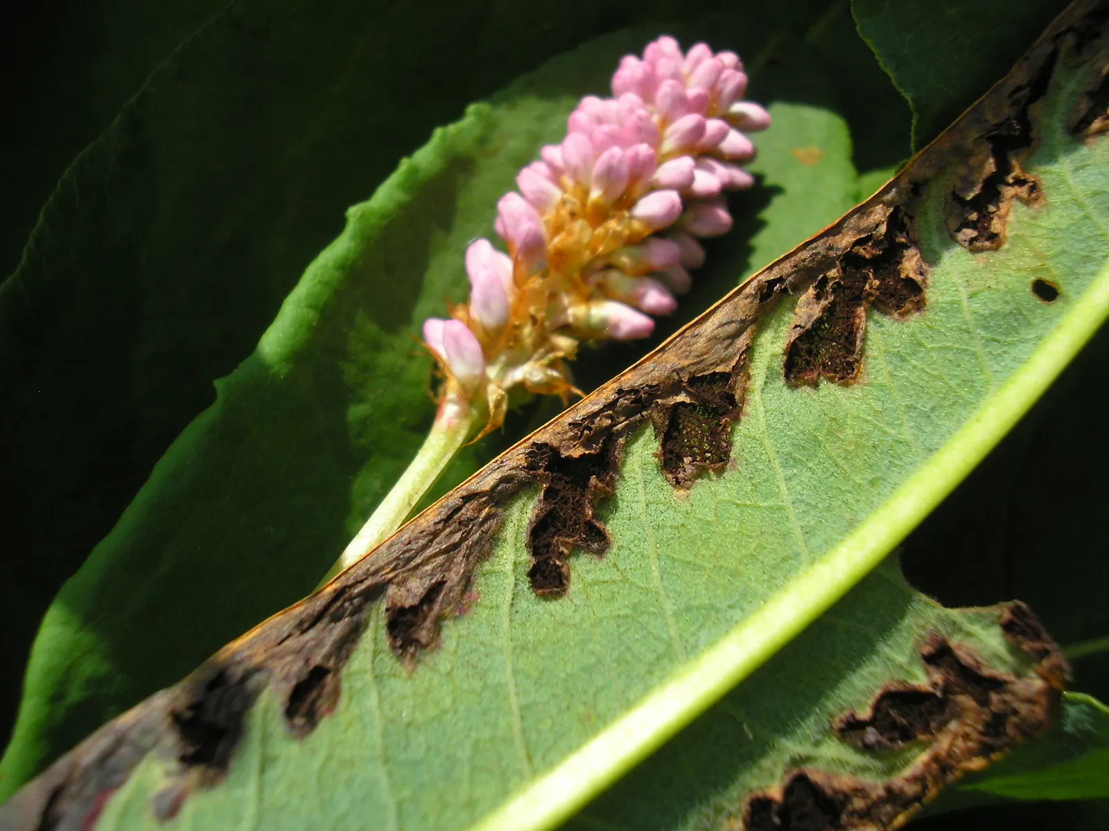 Bistort, Pink Bistort (Persicaria Bistorta 'Superba') — This herbaceous perennial reaches 2-3 feet in height and width, thriving in zones 4-9