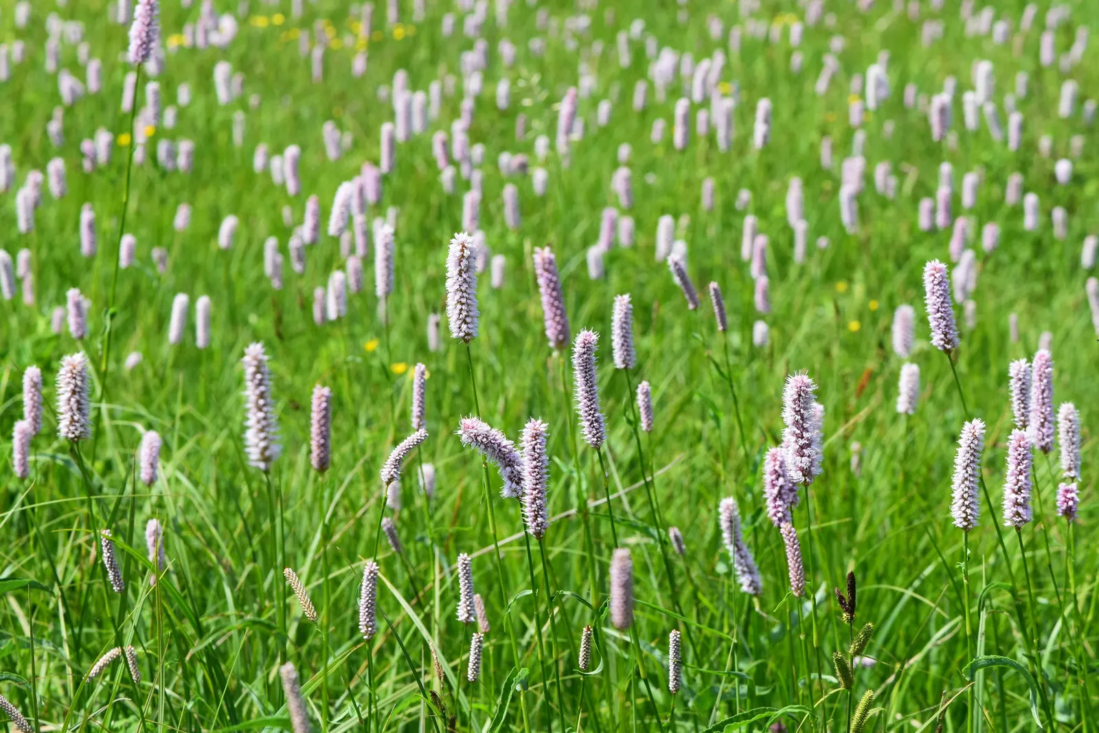 Bistort, Pink Bistort (Persicaria Bistorta 'Superba') — It serves excellently as a border plant, in waterside plantings, or in cottage gardens; consider its