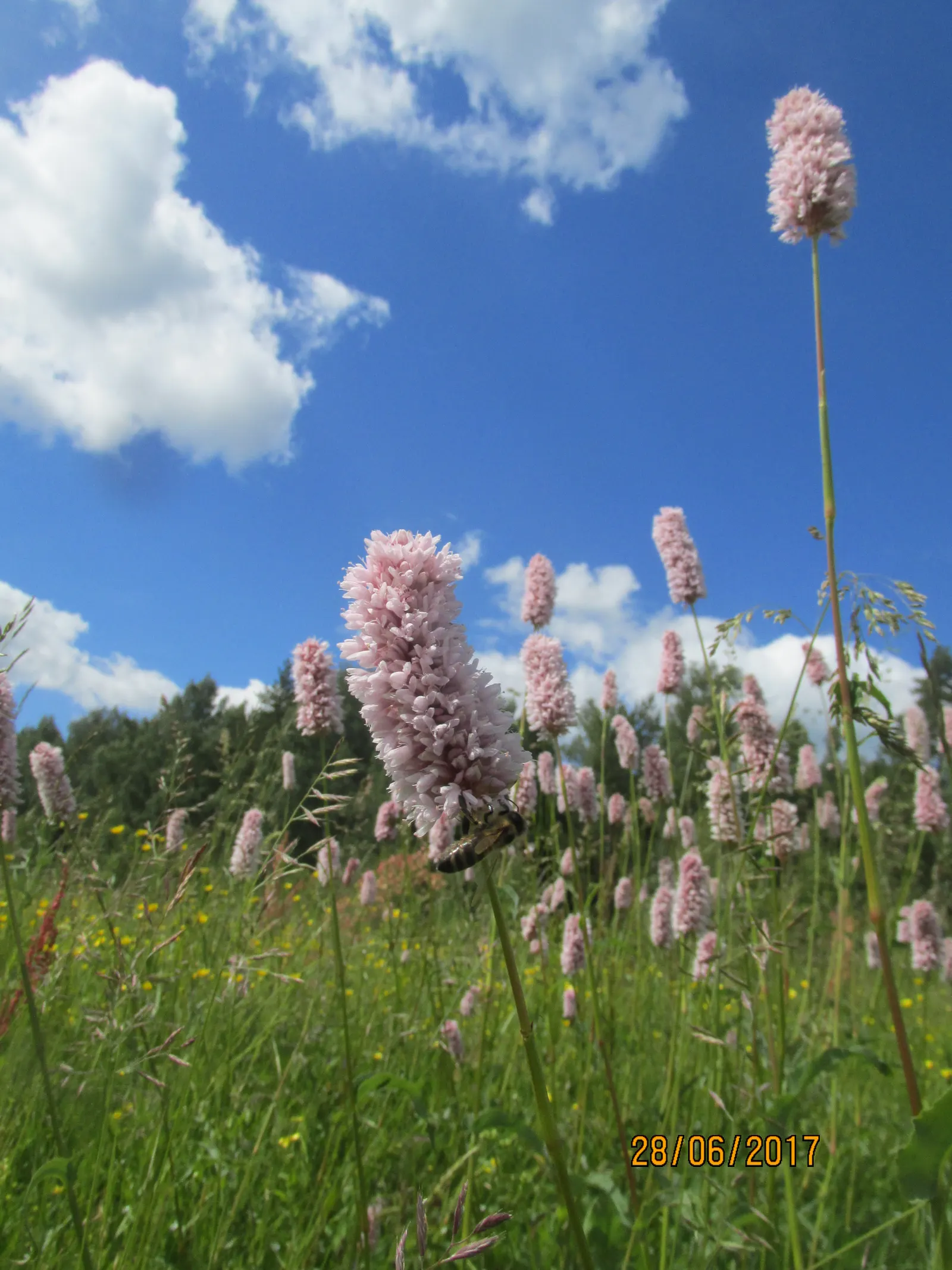 Bistort, Pink Bistort (Persicaria Bistorta 'Superba') — Its height allows it to provide a middle layer of vegetation; its low maintenance nature and, image 83