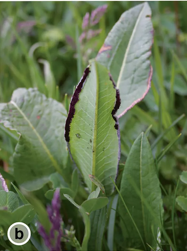 Bistort, Pink Bistort (Persicaria Bistorta 'Superba') — is renowned for its striking dense spikes of soft pink flowers; contrasting beautifully, image 46