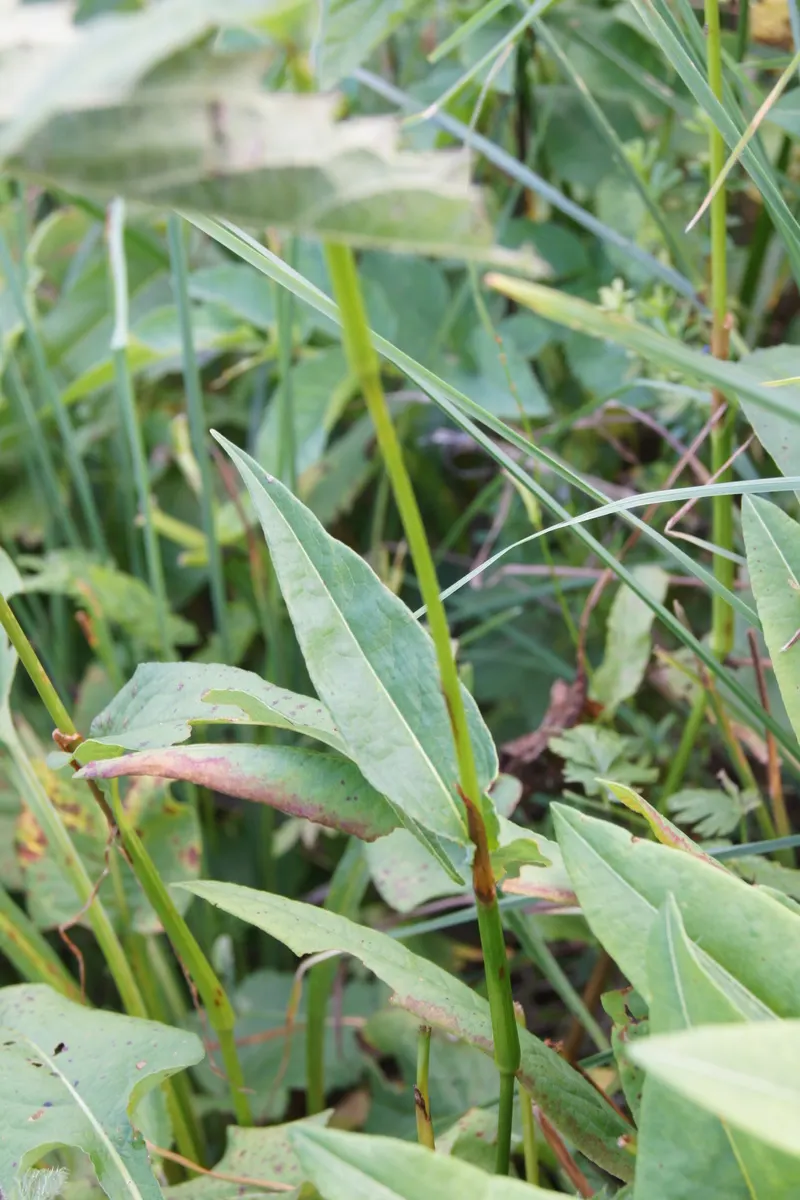 Bistort, Pink Bistort (Persicaria Bistorta 'Superba') — It can reach a height of 24 to 36 inches, with a spread of 18 to 30 inches, forming a dense clump of