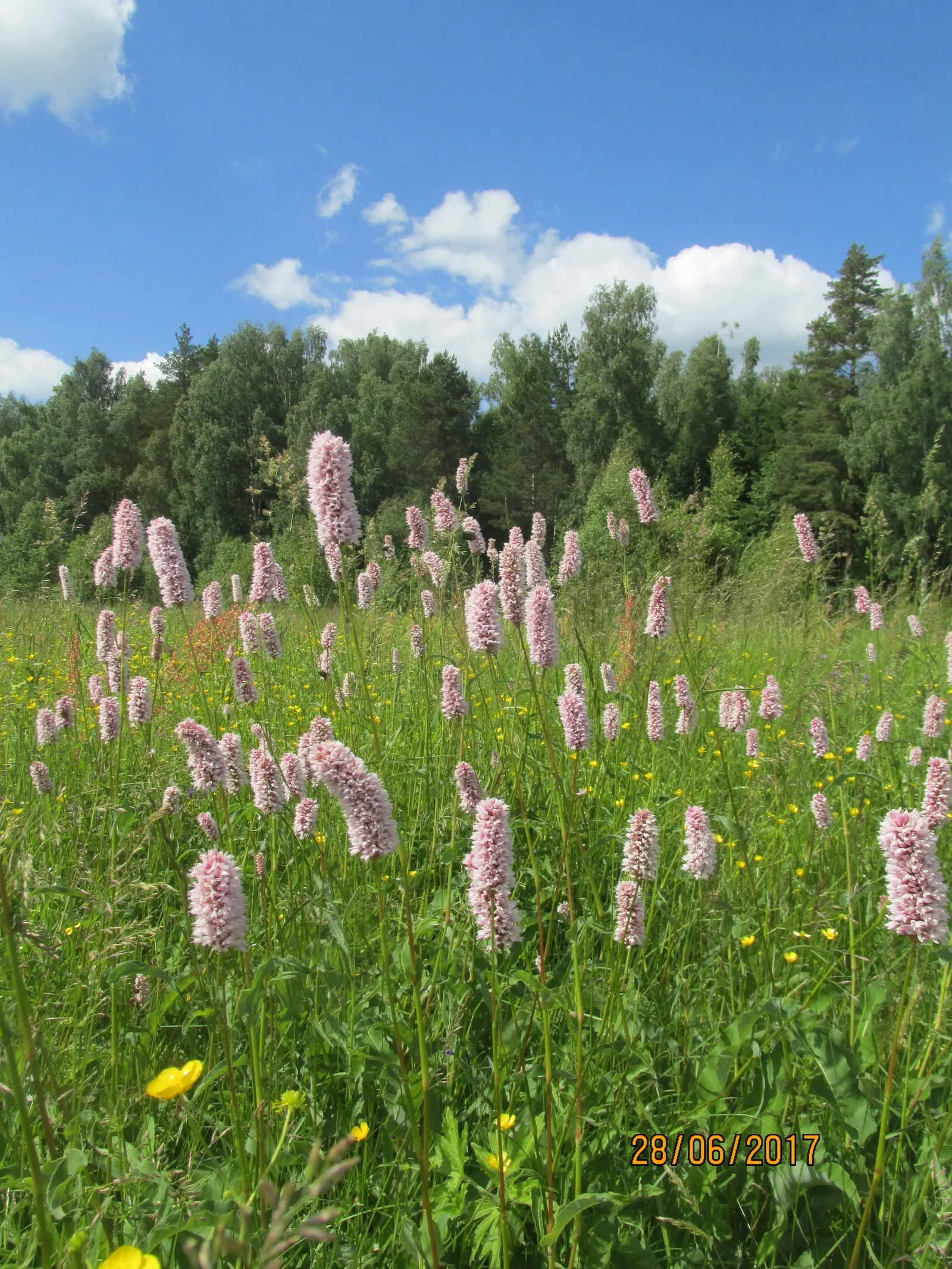 Bistort, Pink Bistort (Persicaria Bistorta 'Superba') — consider its clumping habit and seasonal bloom time; commonly known as Pink Bistort or Bistort