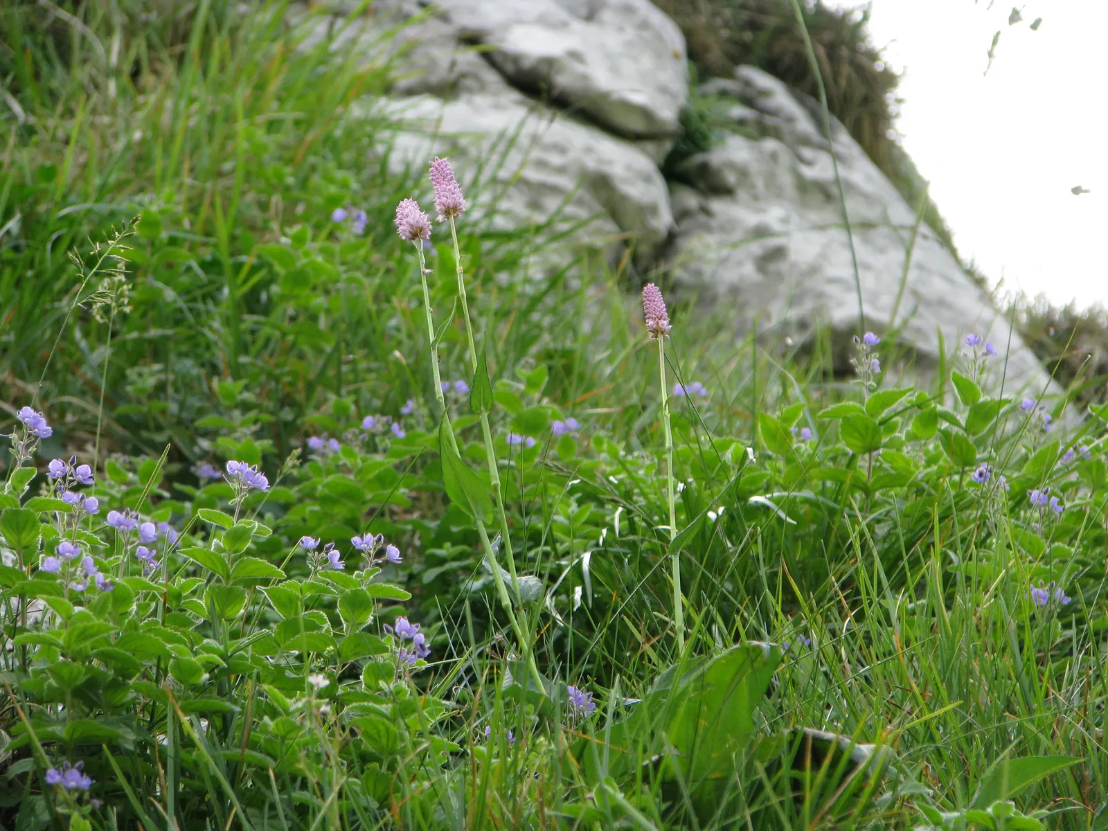 Bistort, Pink Bistort (Persicaria Bistorta 'Superba') — contrasting beautifully with its rich green
