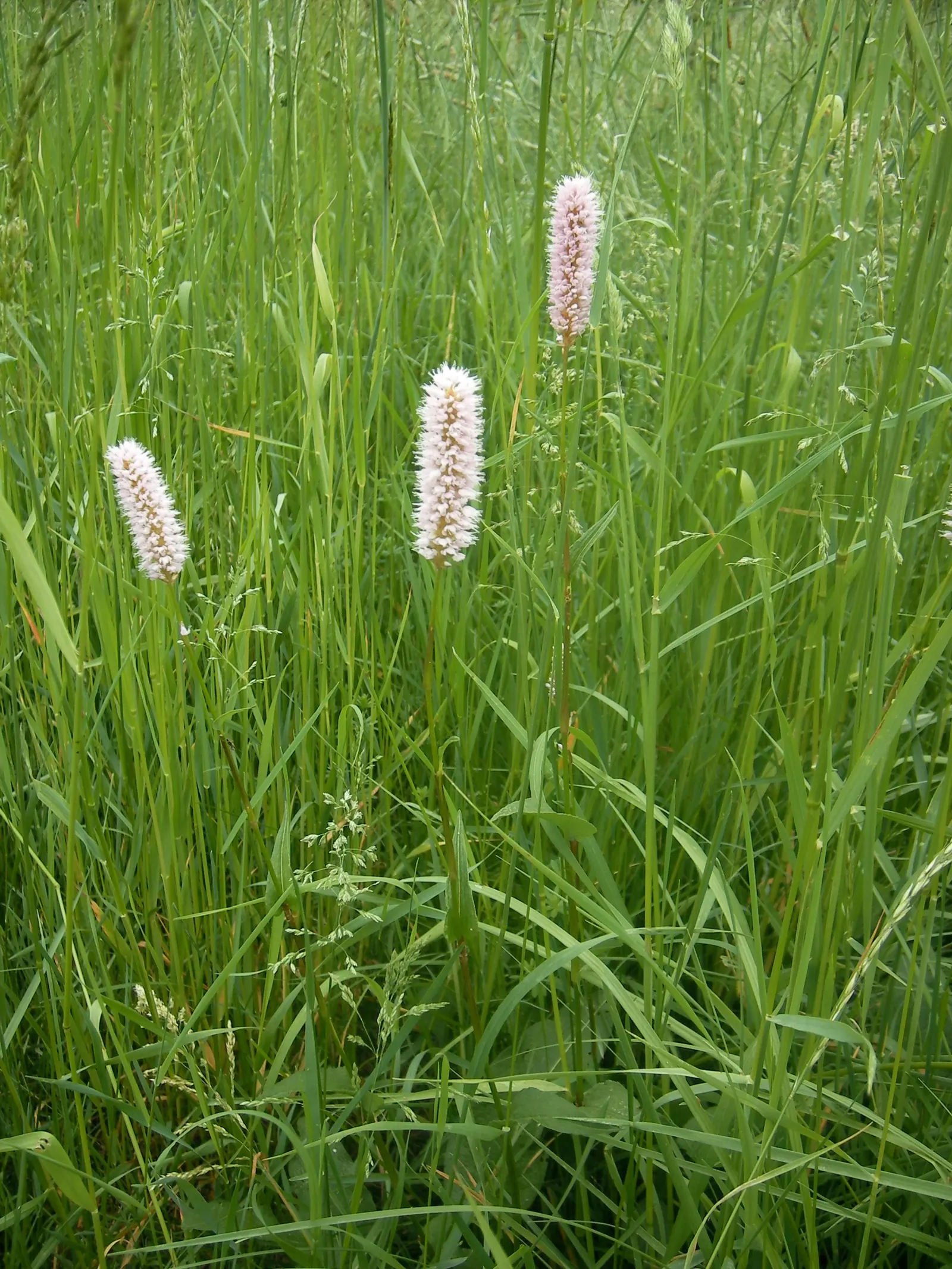 Bistort, Pink Bistort (Persicaria Bistorta 'Superba') — tiered aesthetic to your client's garden; white flowers in the garden, image 63