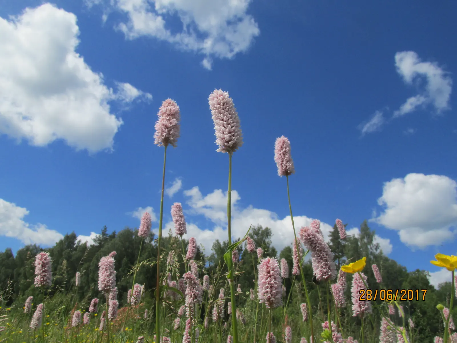 Bistort, Pink Bistort (Persicaria Bistorta 'Superba') — perennial for full or half; tiered aesthetic to your client's garden