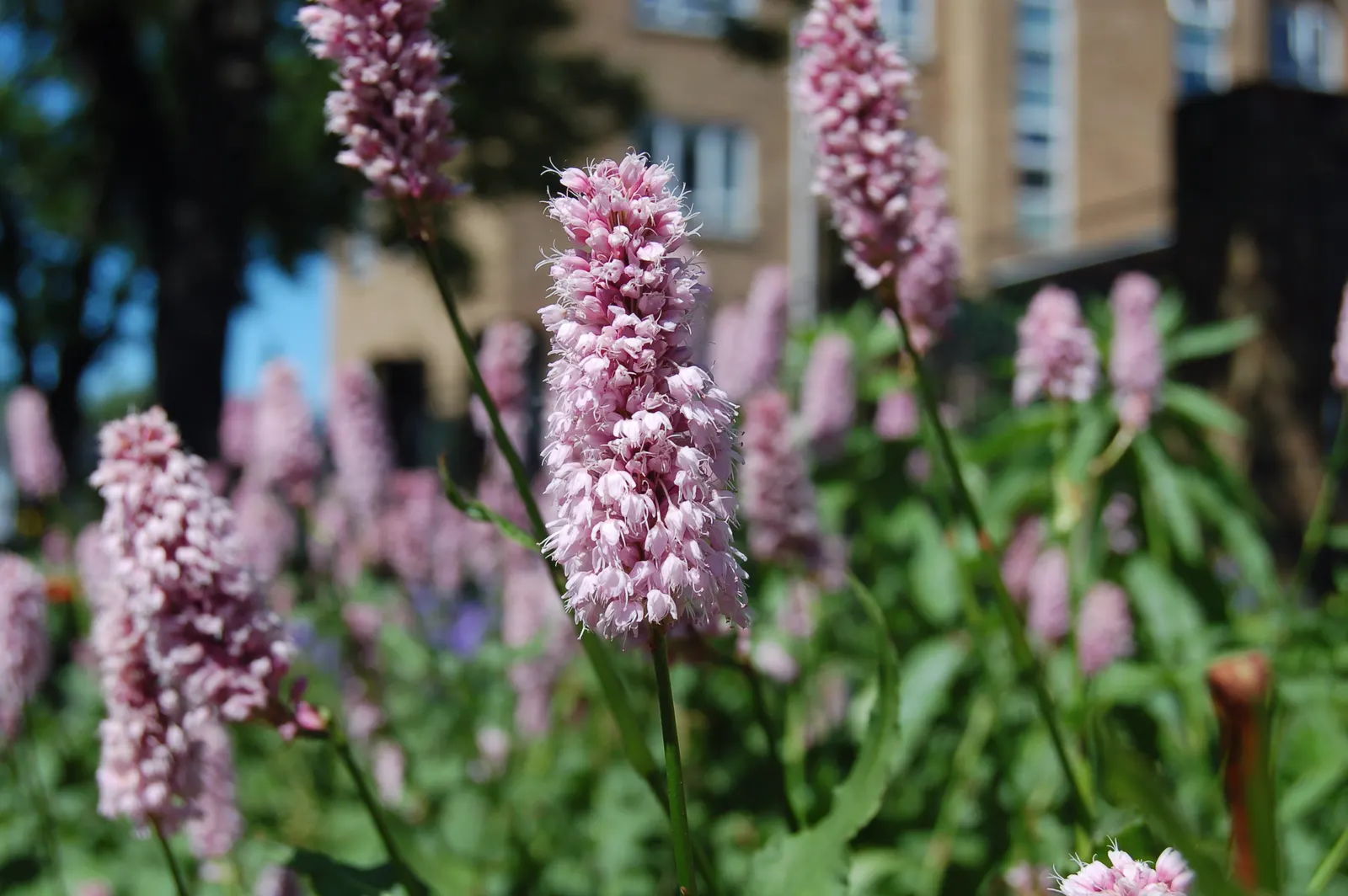 Bistort, Pink Bistort (Persicaria Bistorta 'Superba') — although it thrives best in moist